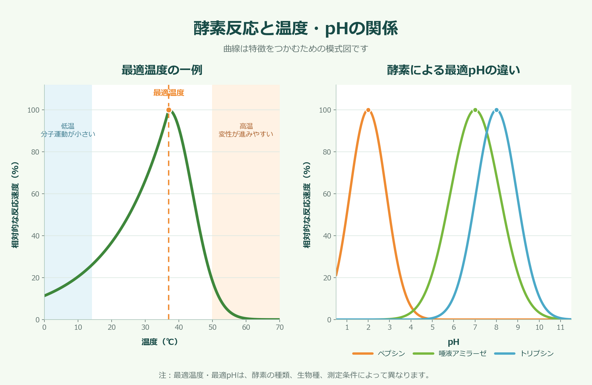 酵素反応の最適温度の一例と、ペプシン、唾液アミラーゼ、トリプシンの最適pHの違いを示す模式グラフ
