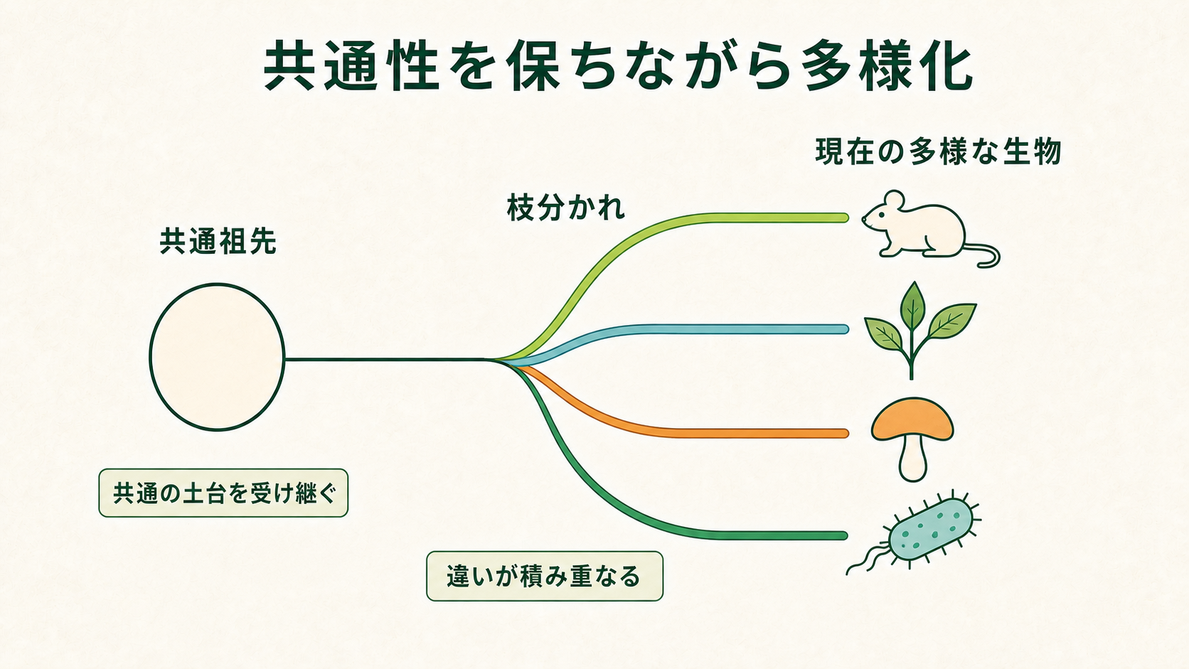 共通祖先から仕組みを受け継ぎ、系統が枝分かれして多様化する流れを示す図