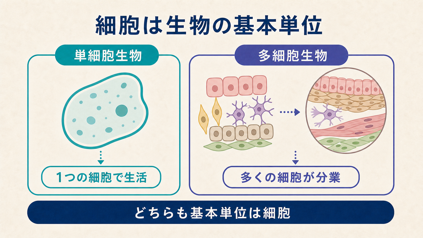 一つの細胞で生きる生物と多数の細胞が分業する生物の比較図