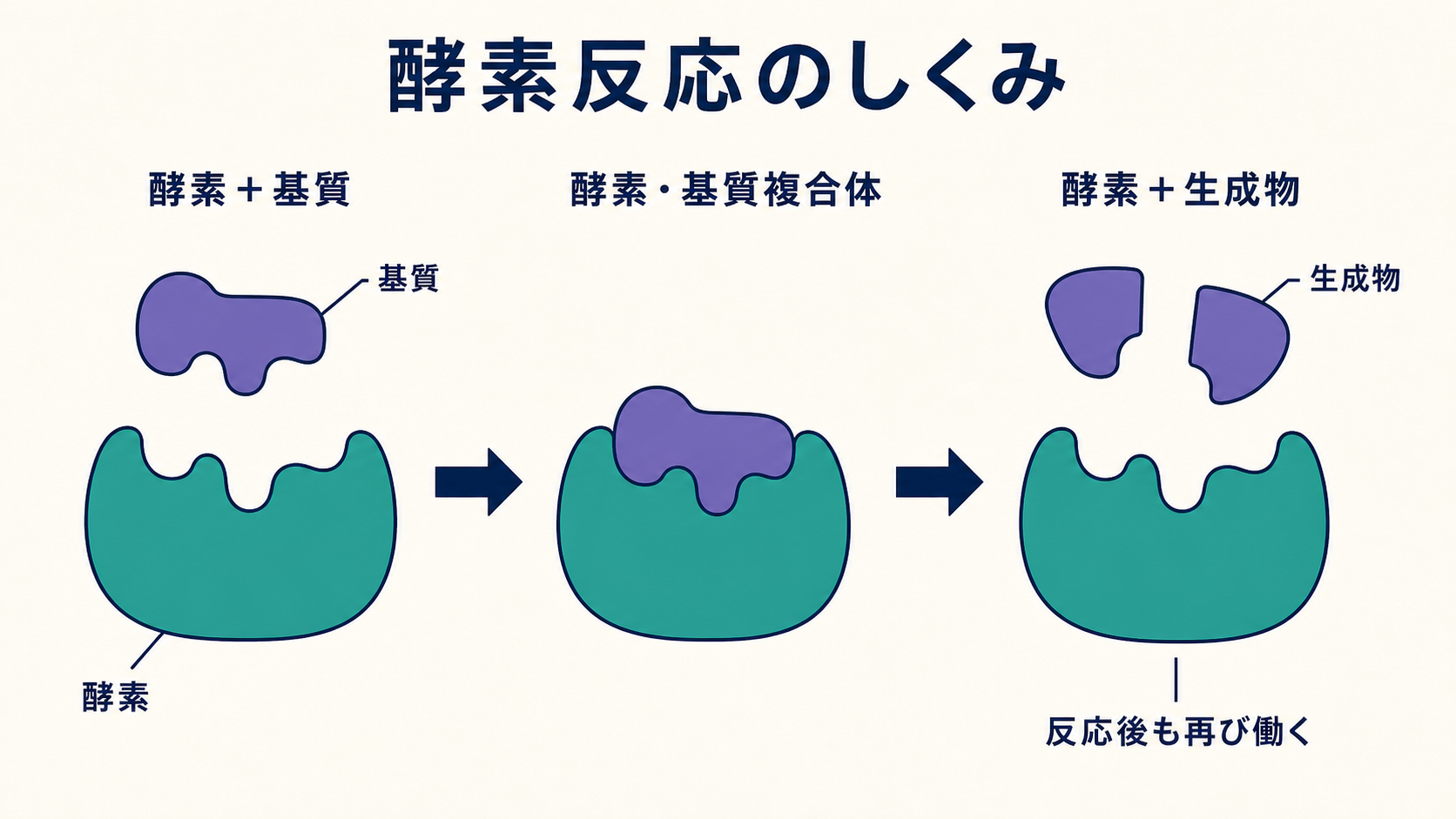 酵素と基質が結合して生成物が生じ、酵素が再利用される流れを示す図