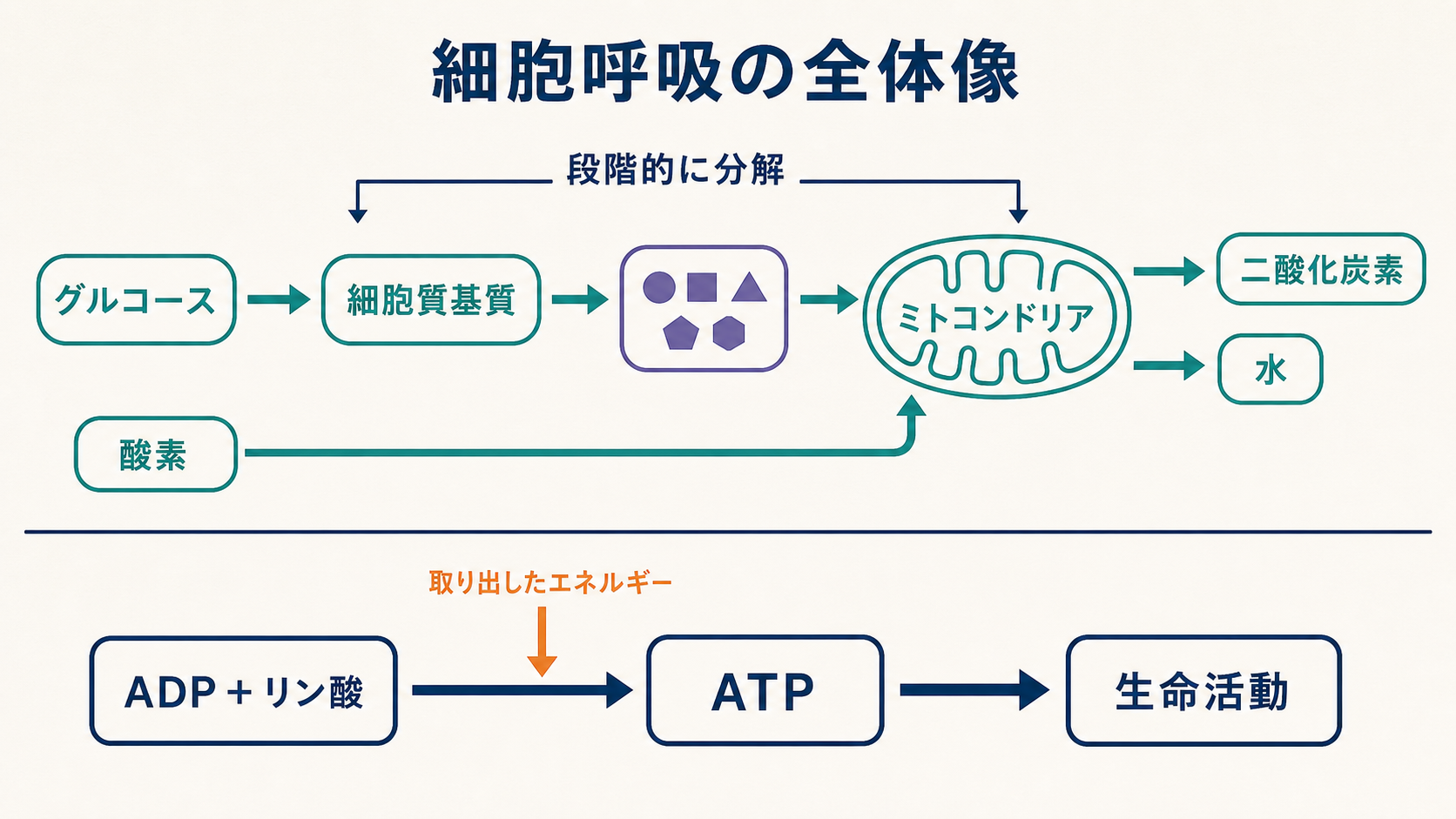 グルコースと酸素から二酸化炭素と水が生じ、ATPが合成される細胞呼吸の流れを示す図