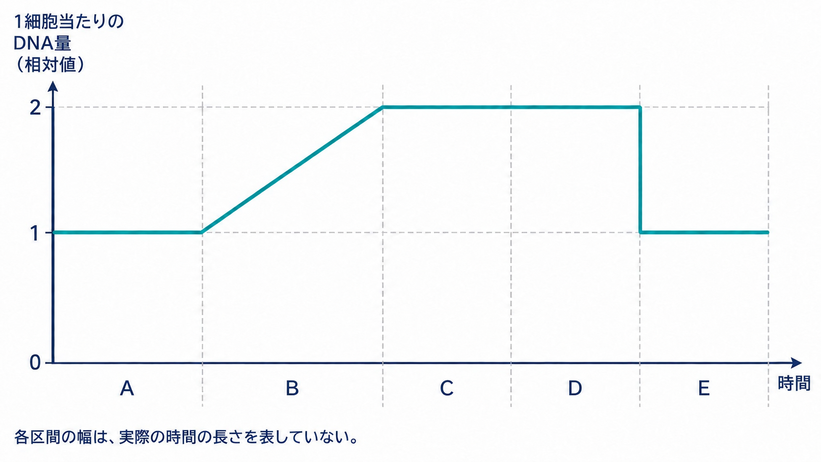 1細胞当たりのDNA量が区間Bで1から2へ増え、Dの終わりで1に戻る模式グラフ