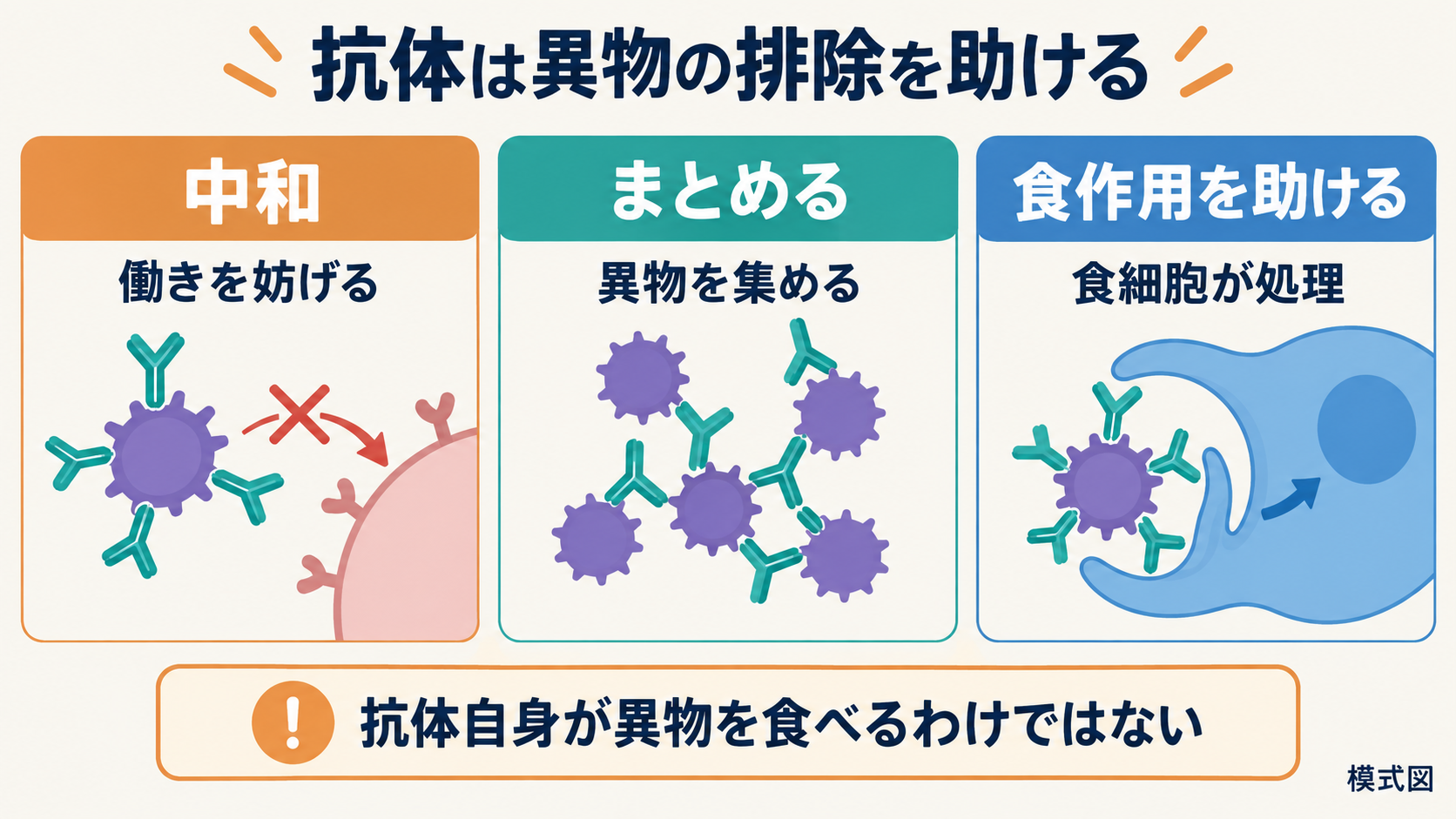 抗体が抗原へ結合し、細胞への作用を妨げる、異物をまとめる、食細胞に取り込まれやすくする三つの結果を示す図