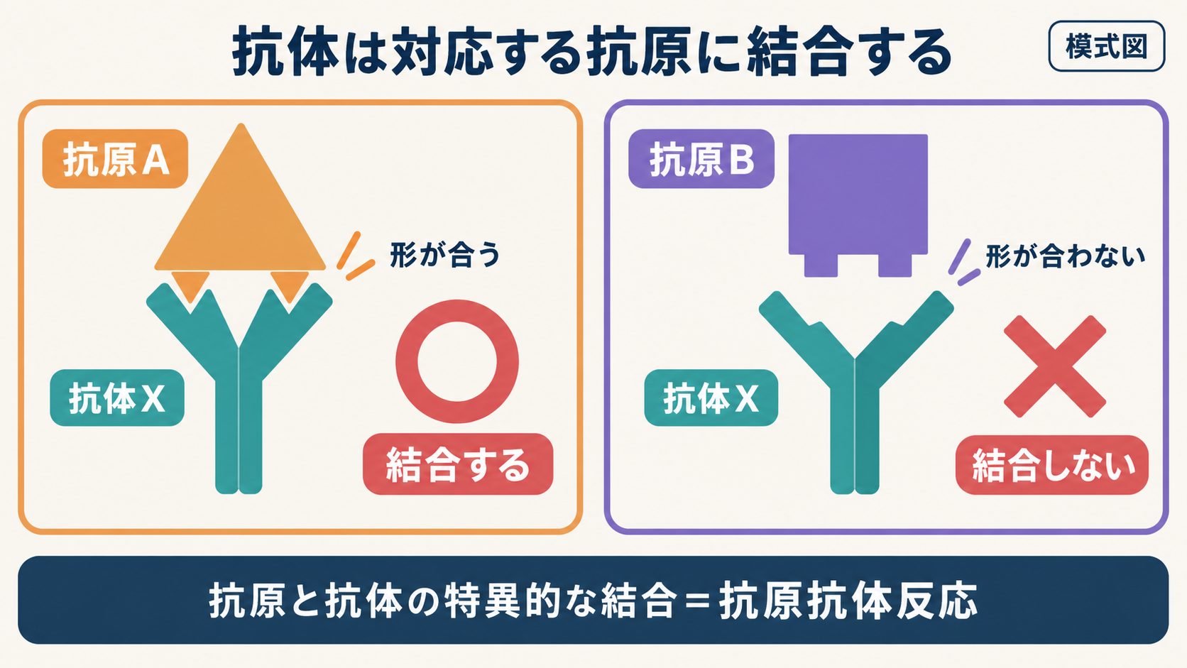 抗体Xが抗原Aには結合し、形が合わない抗原Bには結合しないことで、抗原と抗体の特異性を示す図
