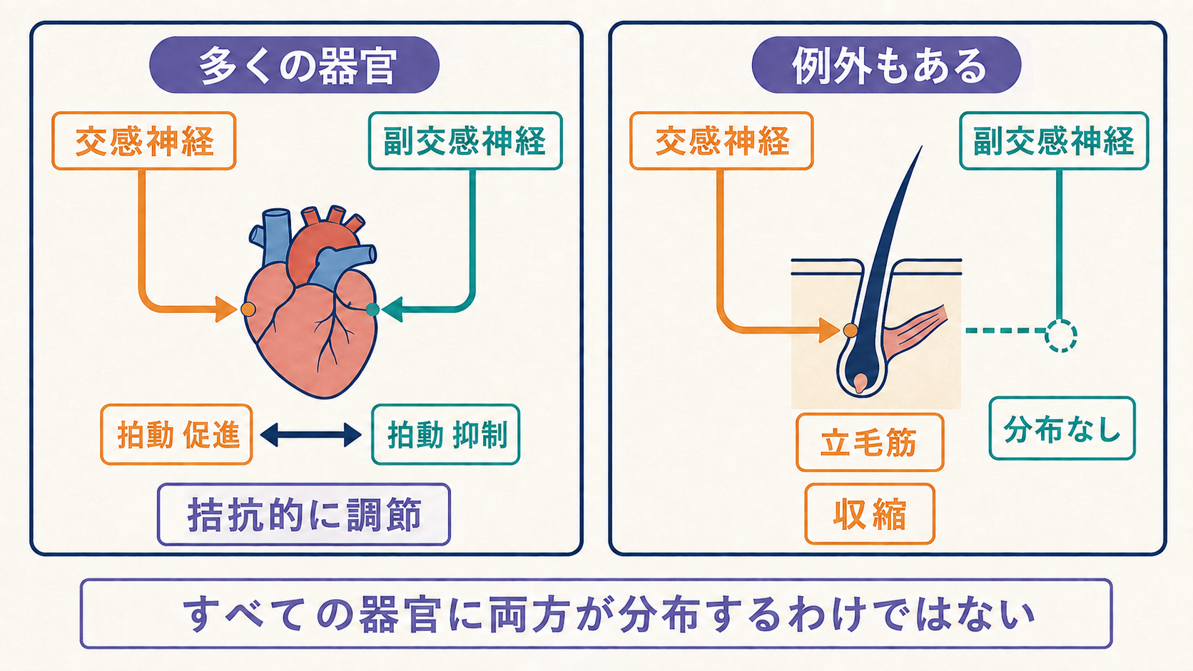 心臓には交感神経と副交感神経が分布して拍動を反対方向に調節する一方、立毛筋には交感神経だけが分布する例を示す図