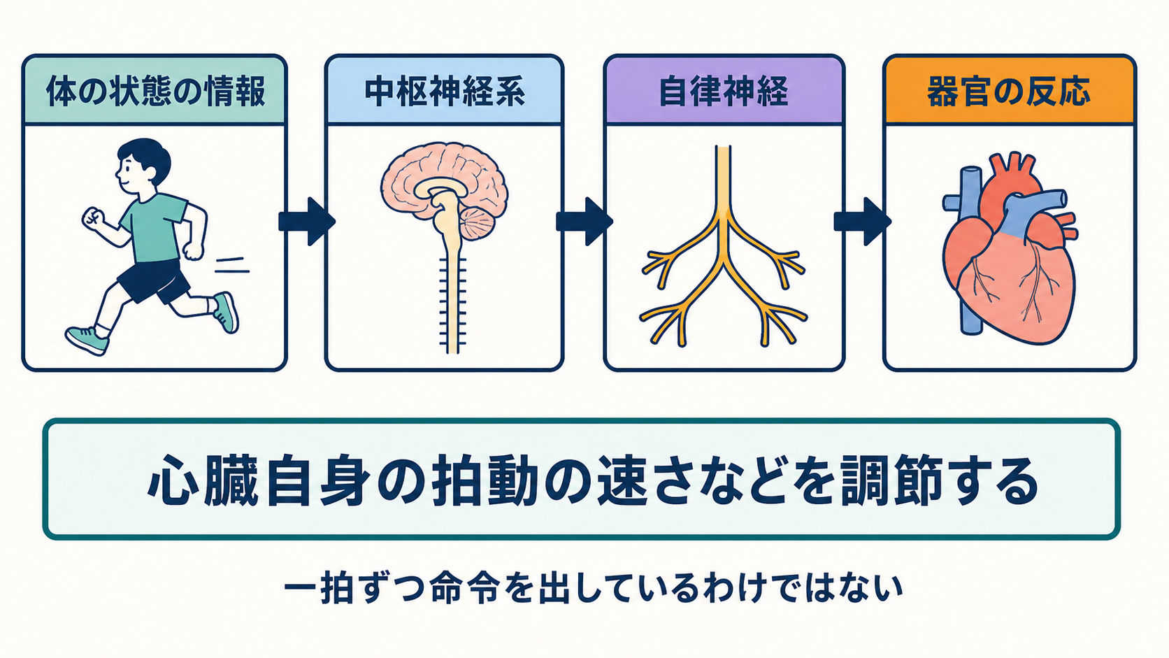 体の状態の情報が中枢神経系へ伝わり、自律神経を介して器官の働きが調節される流れを示す図