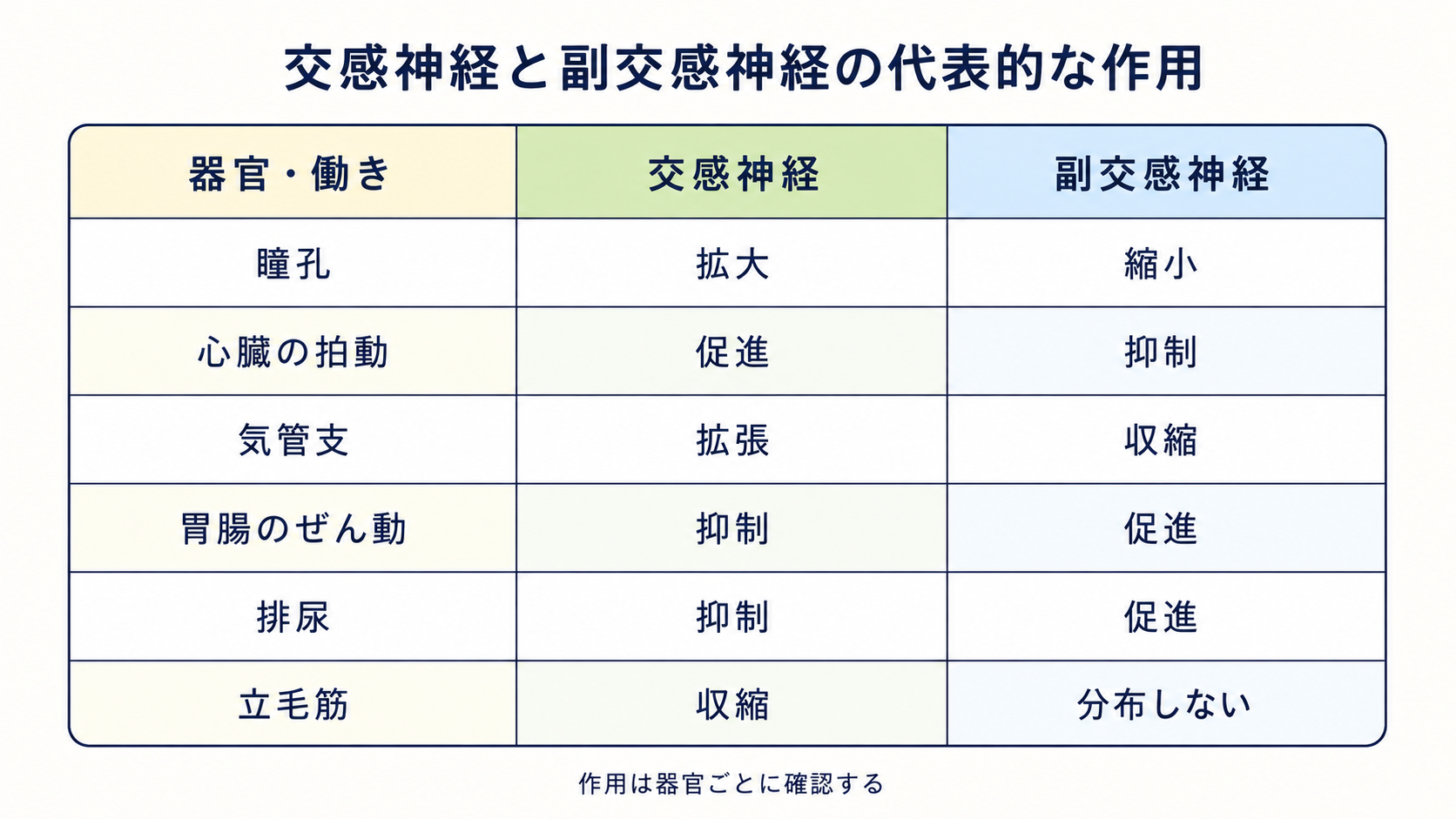 瞳孔、心臓の拍動、気管支、胃腸のぜん動、排尿、立毛筋について、交感神経と副交感神経の代表的作用を比較した表