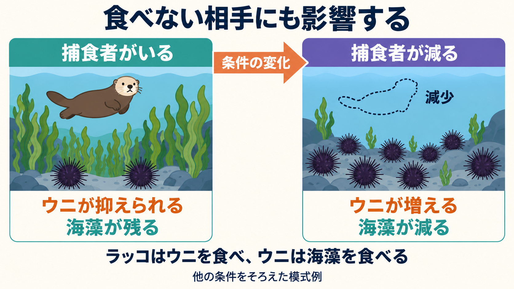 ラッコがいる条件ではウニが抑えられ海藻が残り、ラッコ減少時にはウニ増加を通じ海藻が減る模式例