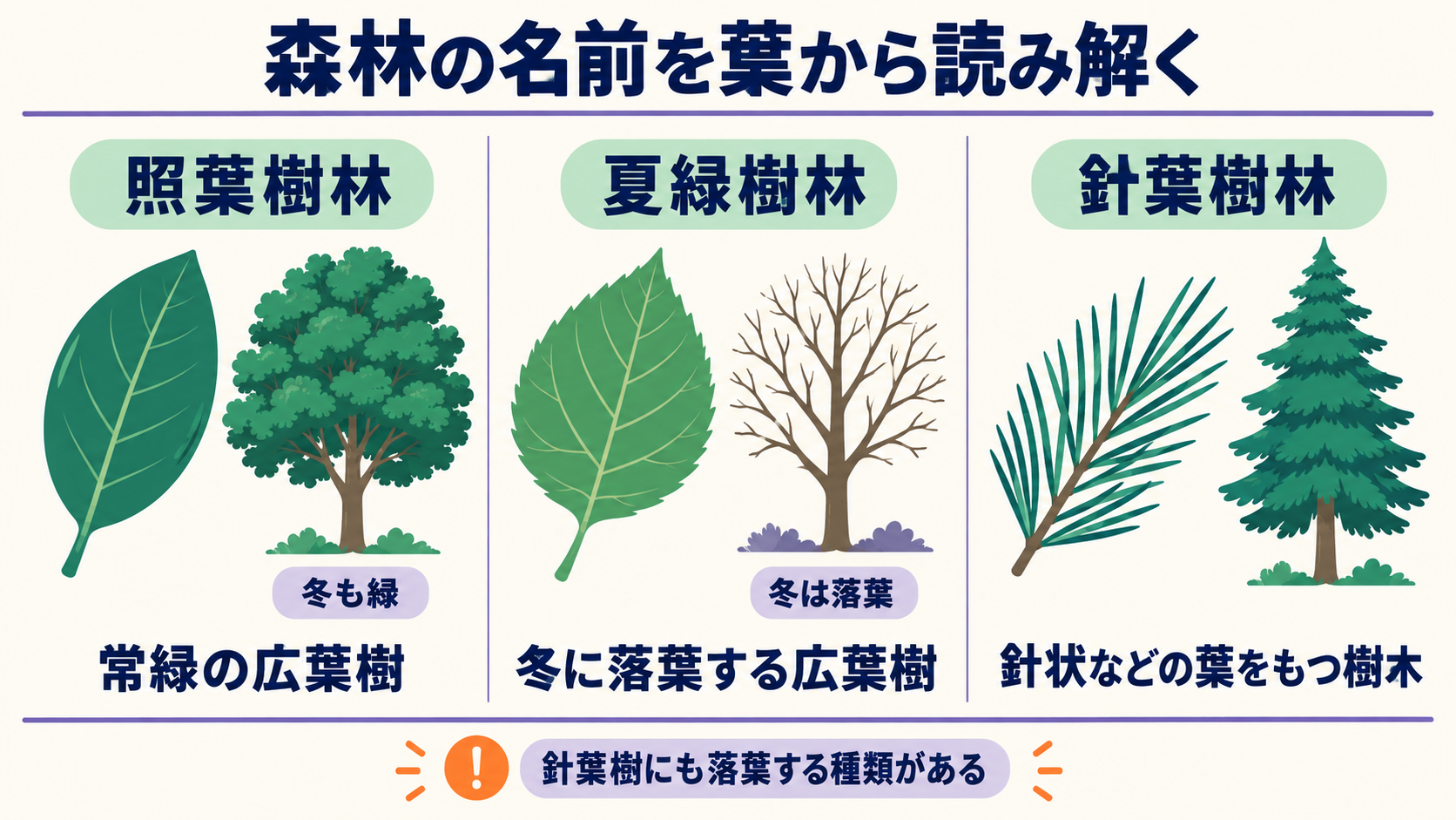 照葉樹林は常緑広葉樹、夏緑樹林は冬に落葉する広葉樹、針葉樹林は針状などの葉をもつ樹木からなることを示す図