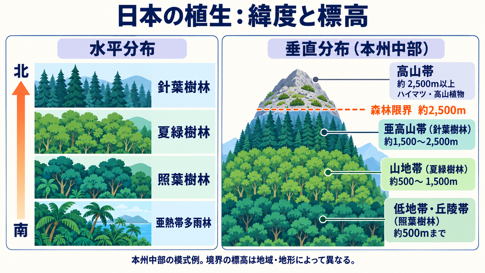 日本の水平分布と本州中部の垂直分布。約500m・1500m・2500mを境に照葉樹林、夏緑樹林、針葉樹林、高山帯となり、森林限界は約2500m