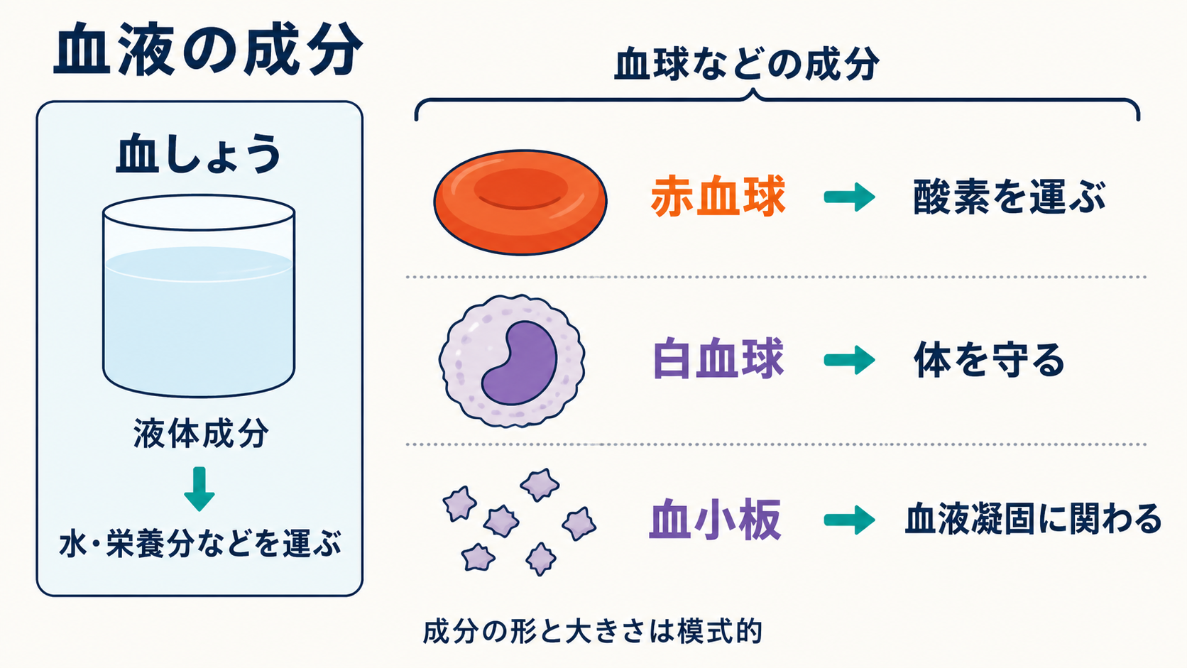 血しょう、赤血球、白血球、血小板を、それぞれの形と主な働きに対応させた図