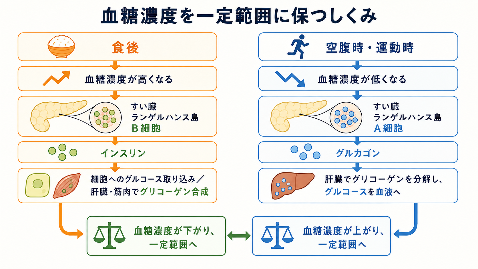 食後はすい臓ランゲルハンス島B細胞のインスリンが細胞へのグルコース取り込みと肝臓および筋肉でのグリコーゲン合成を促し、空腹時や運動時はA細胞のグルカゴンが肝臓でのグリコーゲン分解を促して血糖濃度を一定範囲へ戻す図