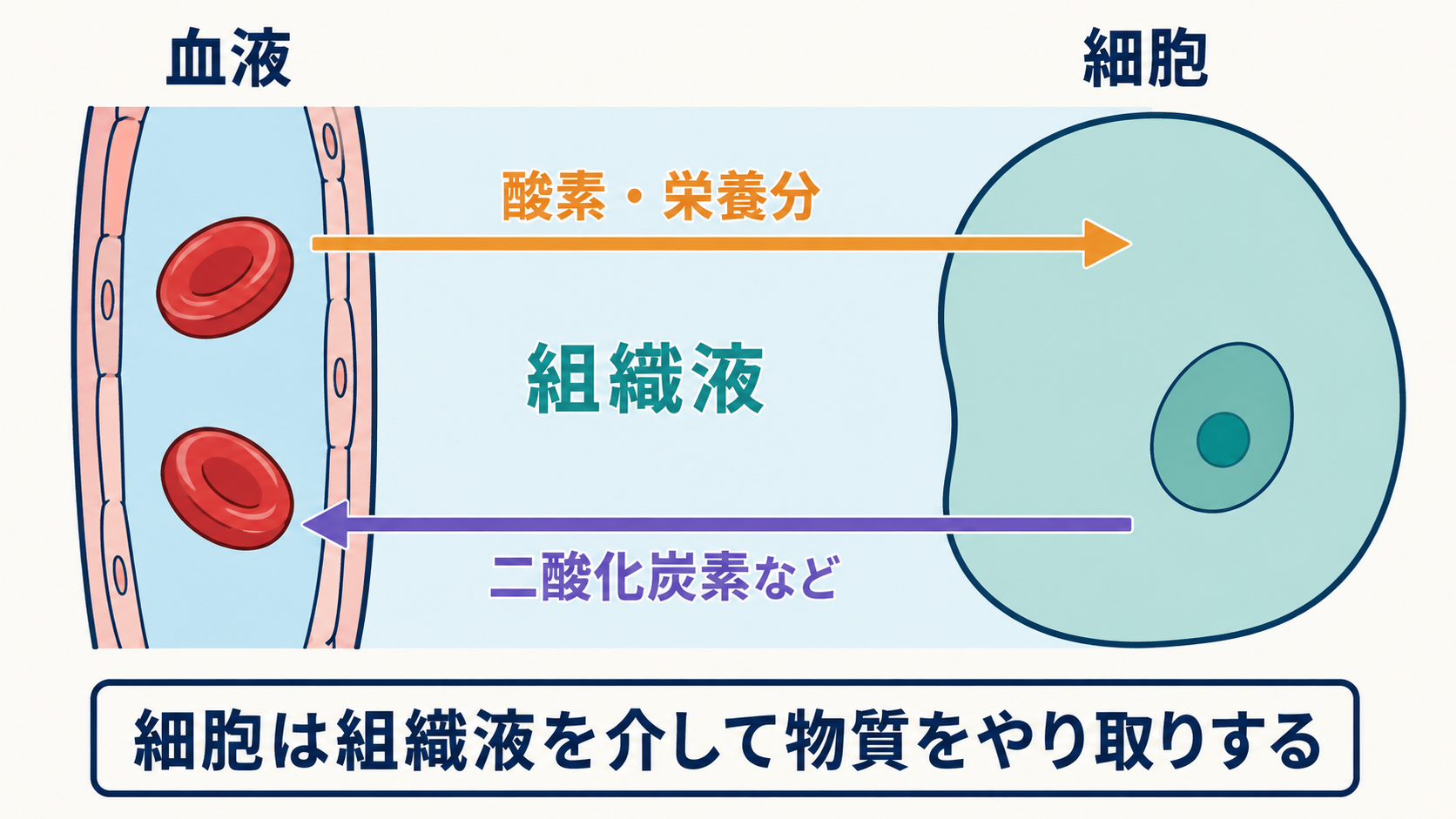 血管から組織液を介して細胞へ酸素や栄養分が届き、細胞から血液へ二酸化炭素などが移動する方向を示す図