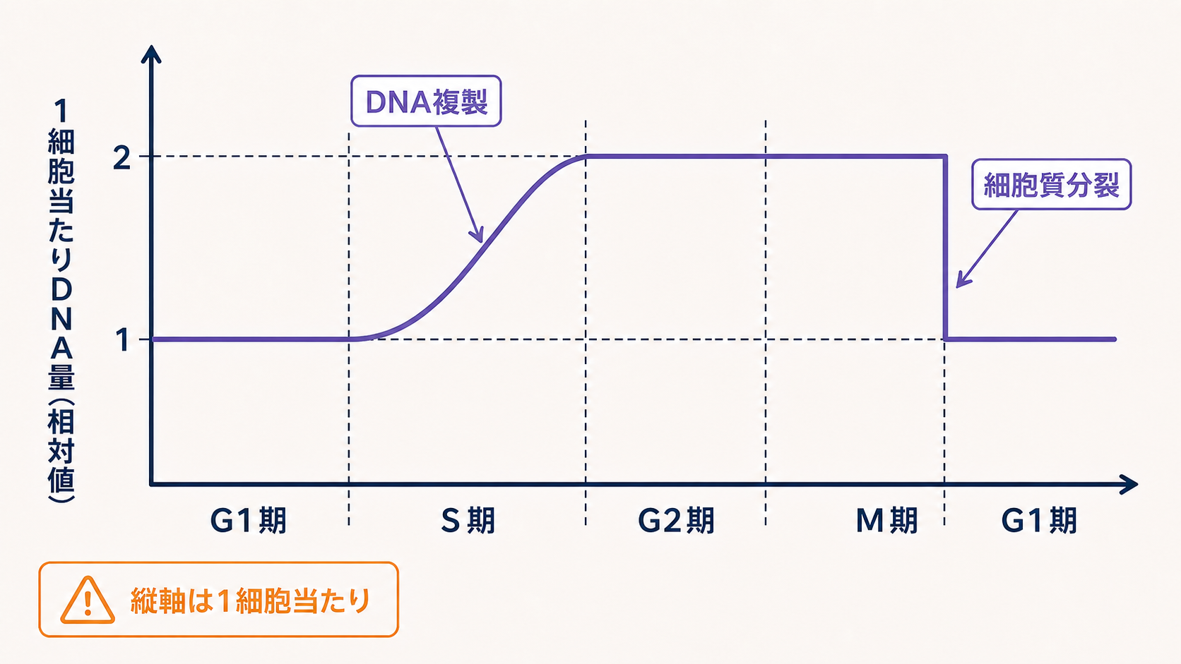 細胞周期に伴う1細胞当たりDNA量の変化を示すグラフ