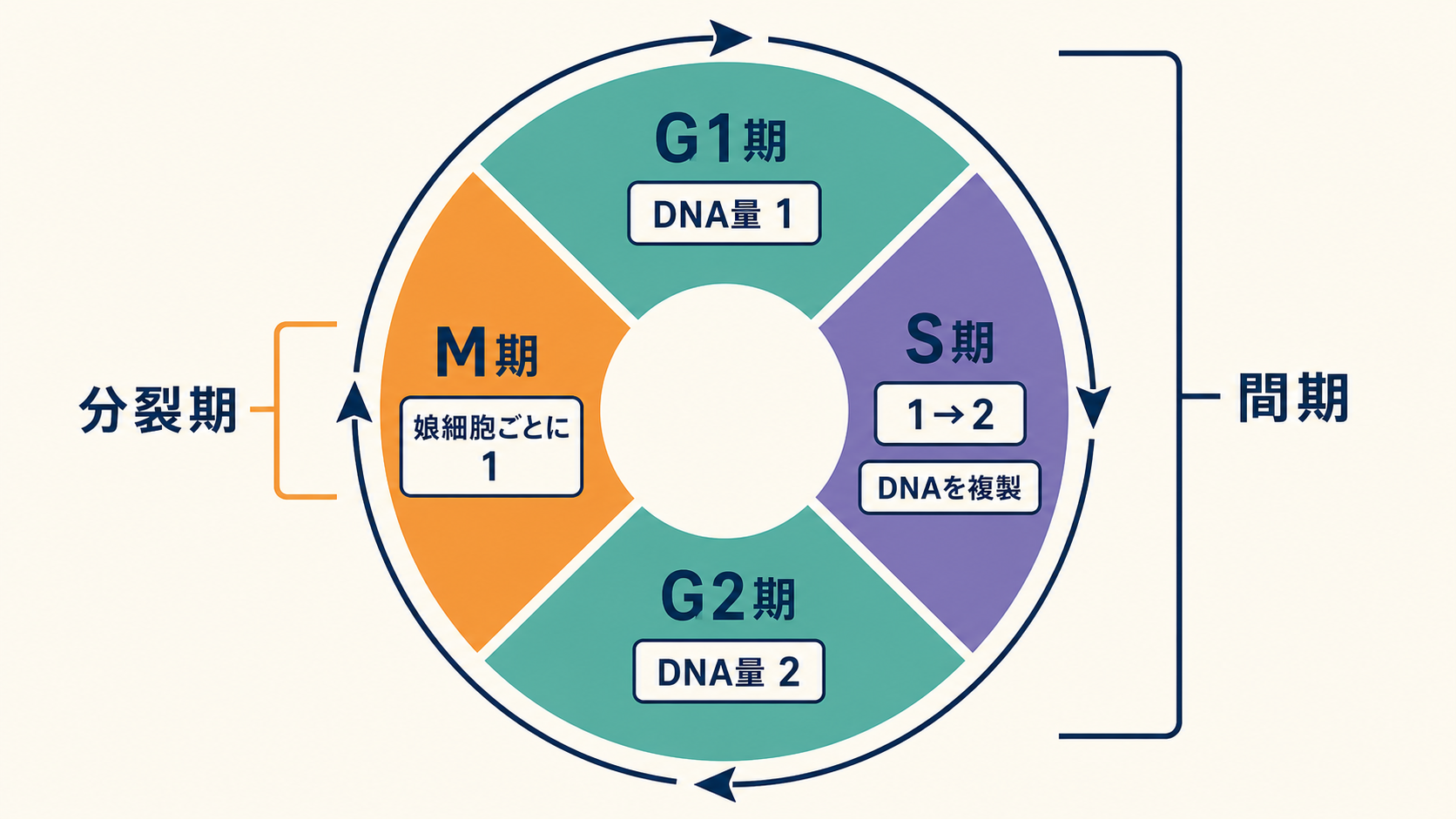 細胞周期のG1期、S期、G2期、M期とDNA量の変化を示す図