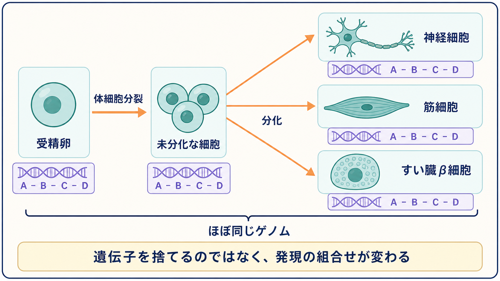 一つの受精卵に由来する細胞が、異なる種類の細胞へ分化する流れを示す図