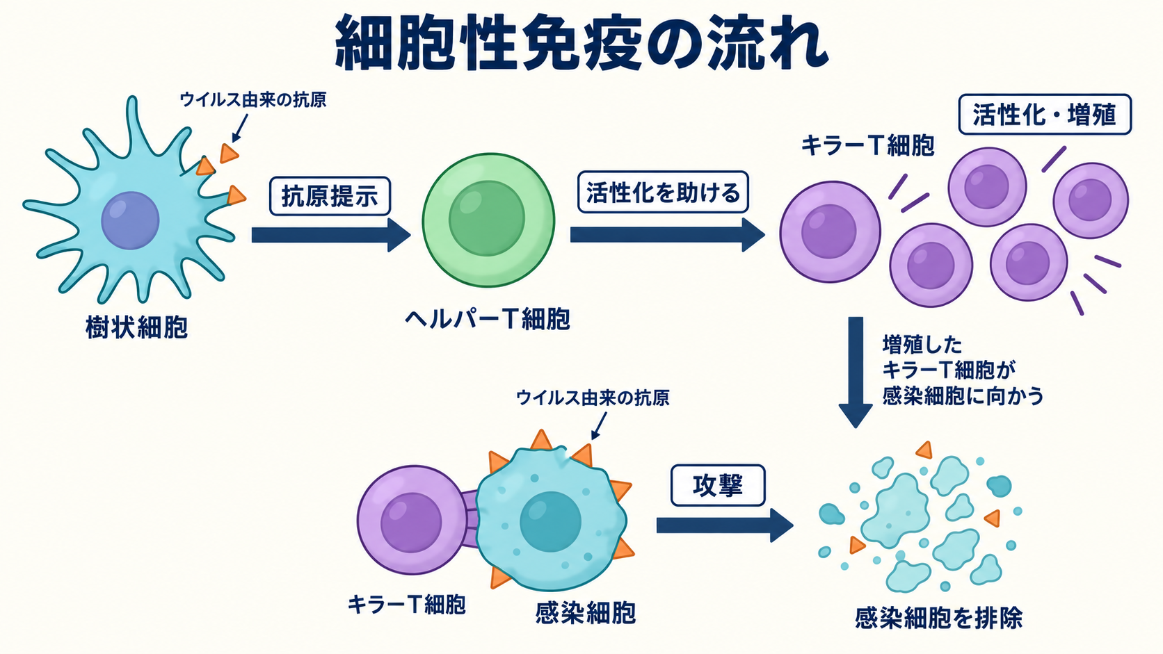 抗原提示とヘルパーT細胞の働きを経てキラーT細胞が活性化・増殖し、感染細胞を攻撃する簡略図