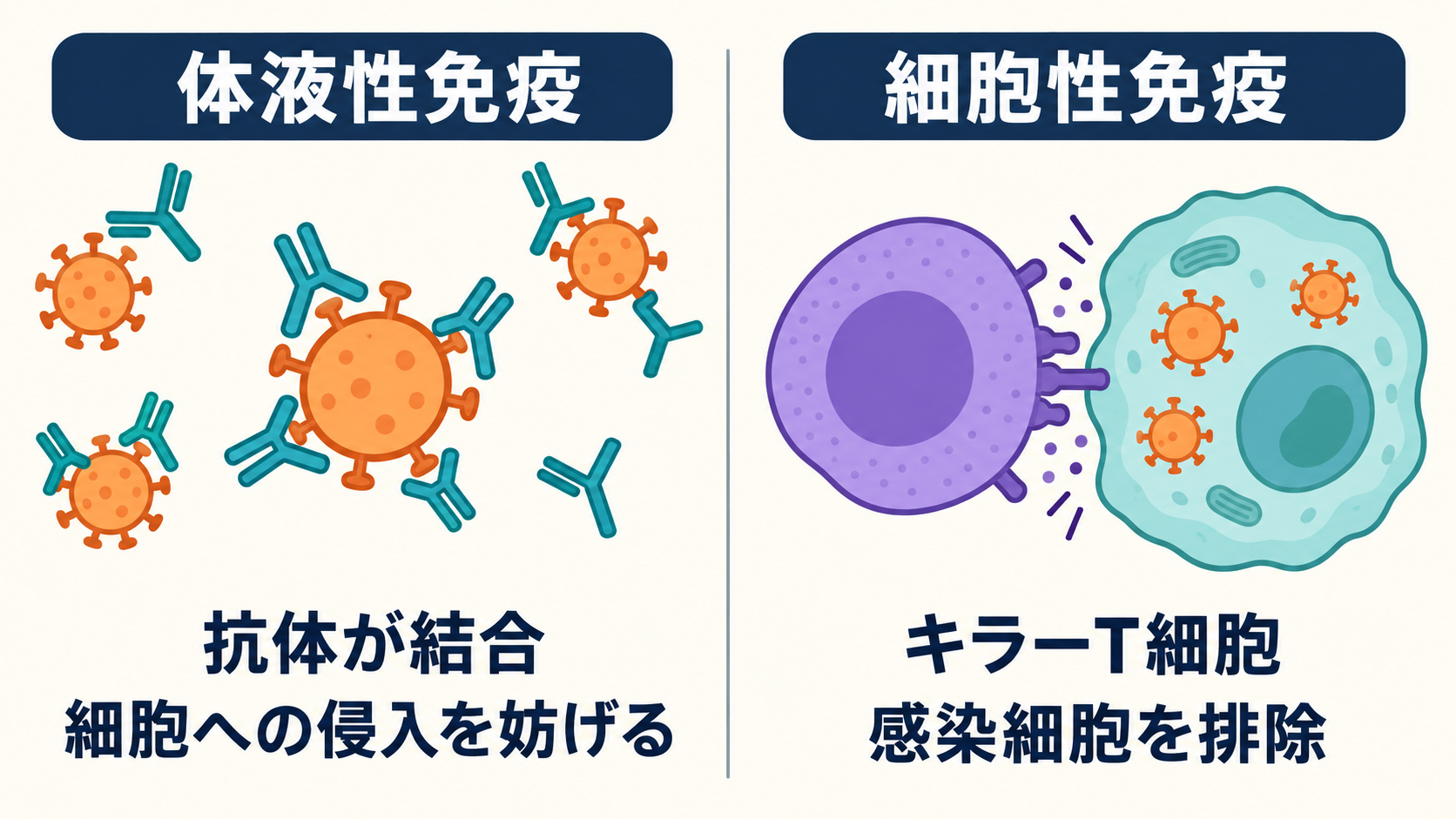 体液性免疫は細胞外のウイルスに抗体が結合し、細胞性免疫はキラーT細胞が感染細胞に接触して攻撃する比較図
