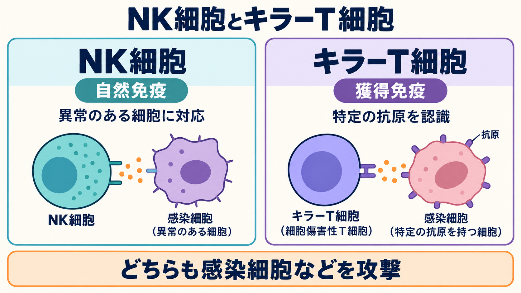 NK細胞は自然免疫、キラーT細胞は獲得免疫に属し、どちらも感染細胞などを攻撃することを示す比較図