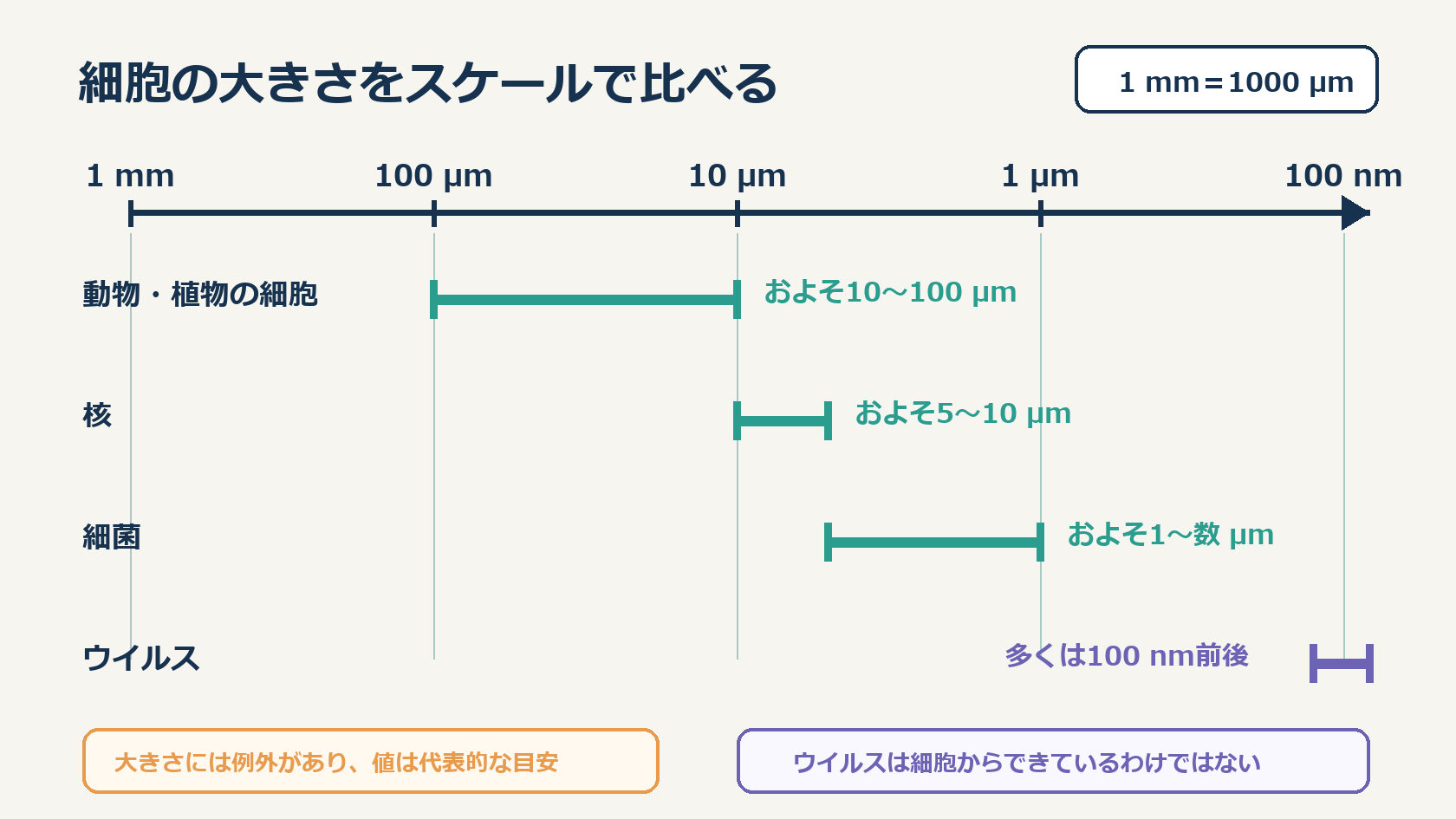 動物・植物の細胞、核、細菌、ウイルスの代表的な大きさを対数スケールで比較する図