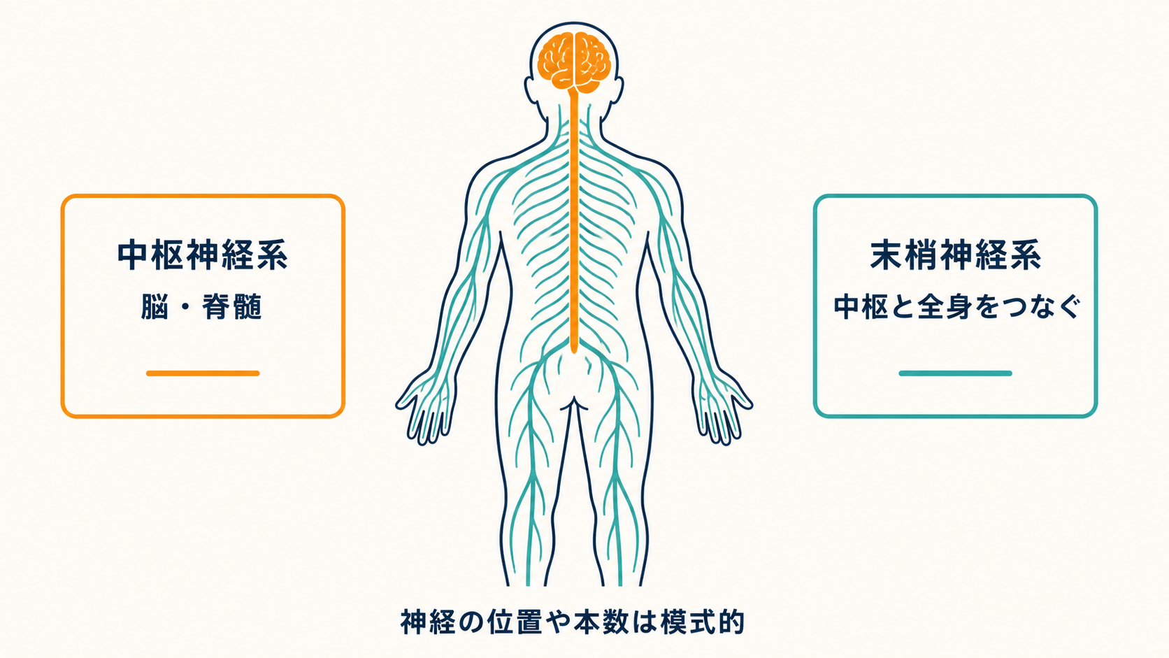 脳と脊髄を中枢神経系、そこから全身へ広がる神経を末梢神経系として色分けした模式図