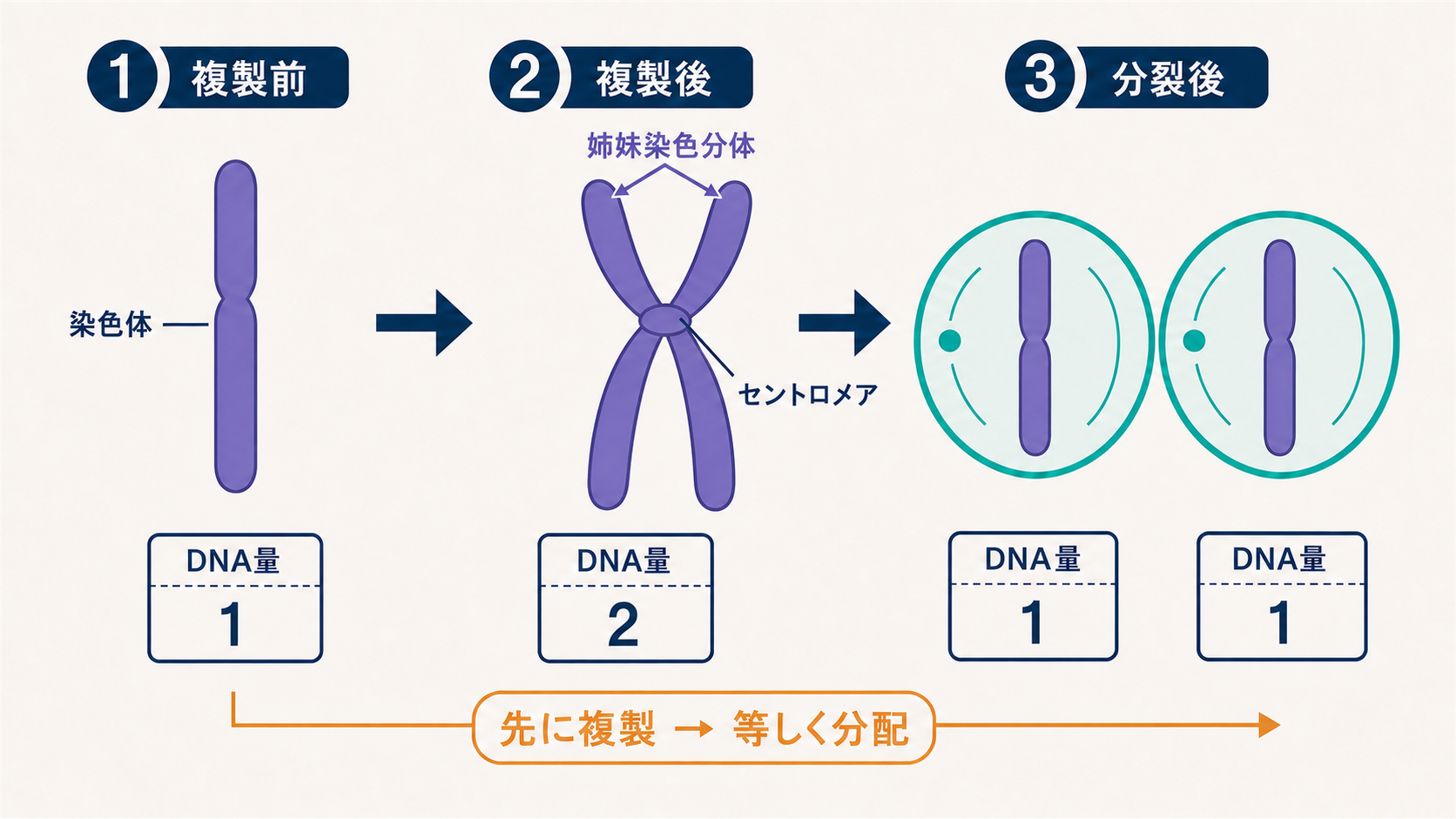 DNAが複製され、染色体として二つの娘細胞へ等しく分配される流れを示す図
