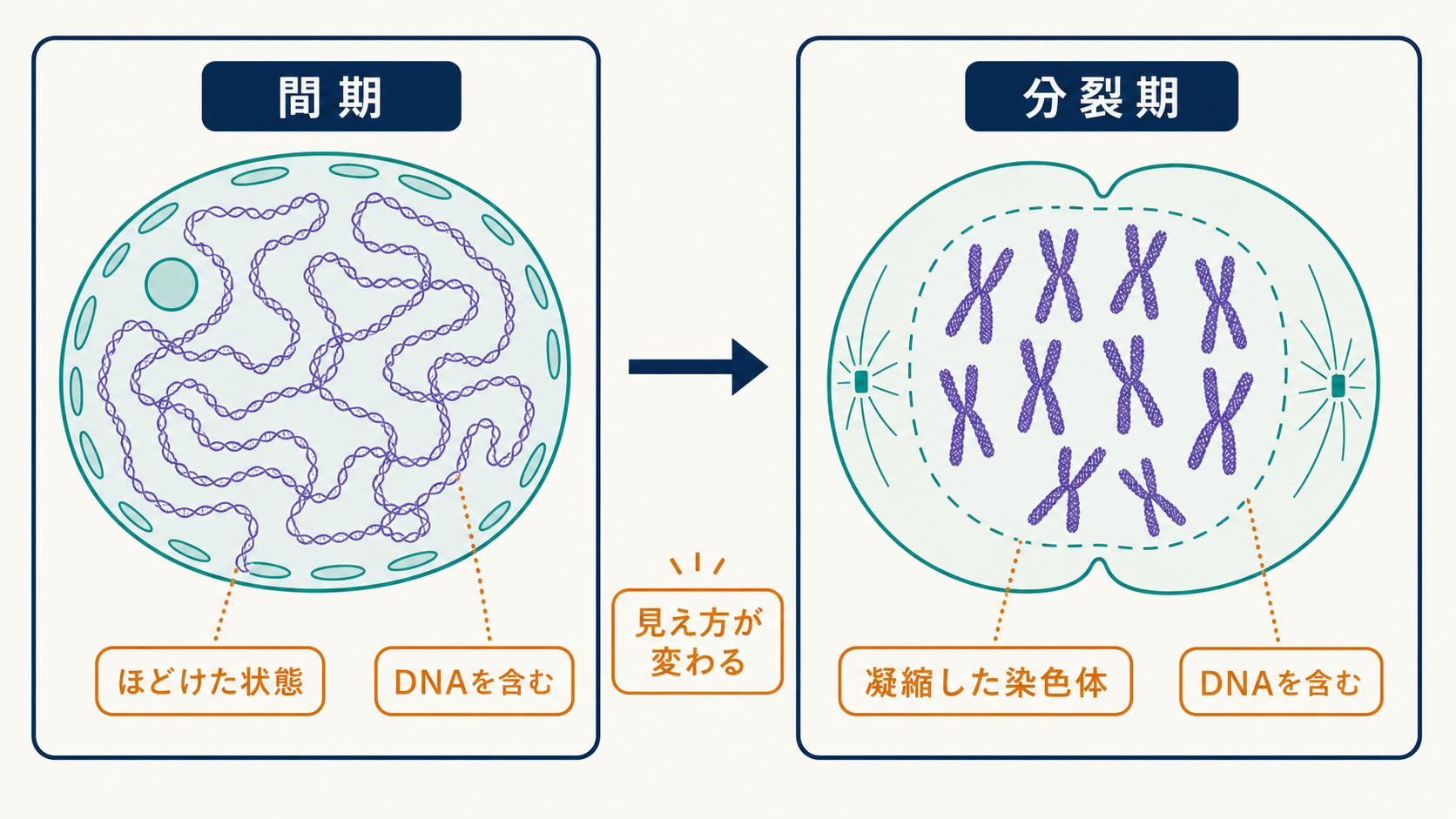 同じ染色体が細胞周期によって細い状態と凝縮した状態をとることを示す図