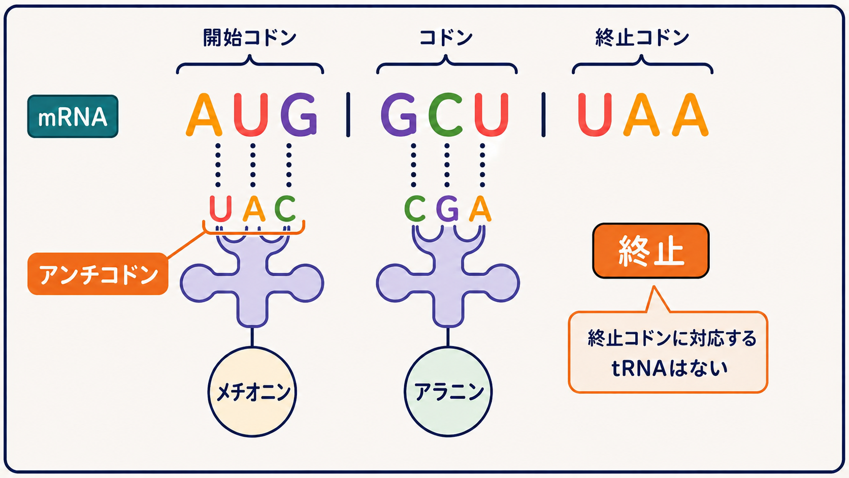 mRNAのコドンと、tRNA上のアンチコドンの位置およびアミノ酸の対応を示す図