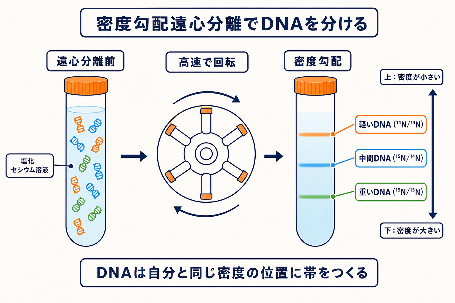 塩化セシウム溶液を高速回転させ、軽いDNA、中間DNA、重いDNAが密度の等しい位置に帯をつくる密度勾配遠心分離の図