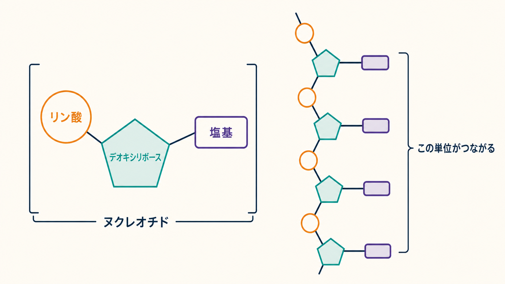 DNAのヌクレオチドがリン酸、デオキシリボース、塩基からなることを示す図