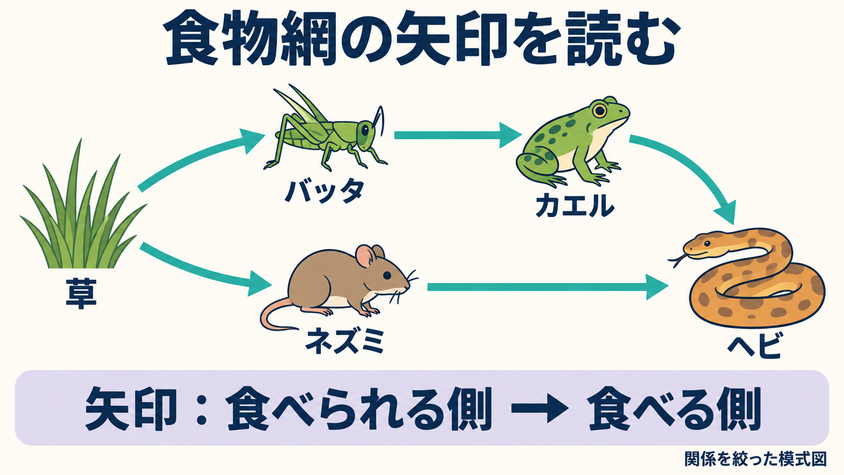 草からバッタとネズミ、バッタからカエル、カエルとネズミからヘビへ矢印が向かう食物網