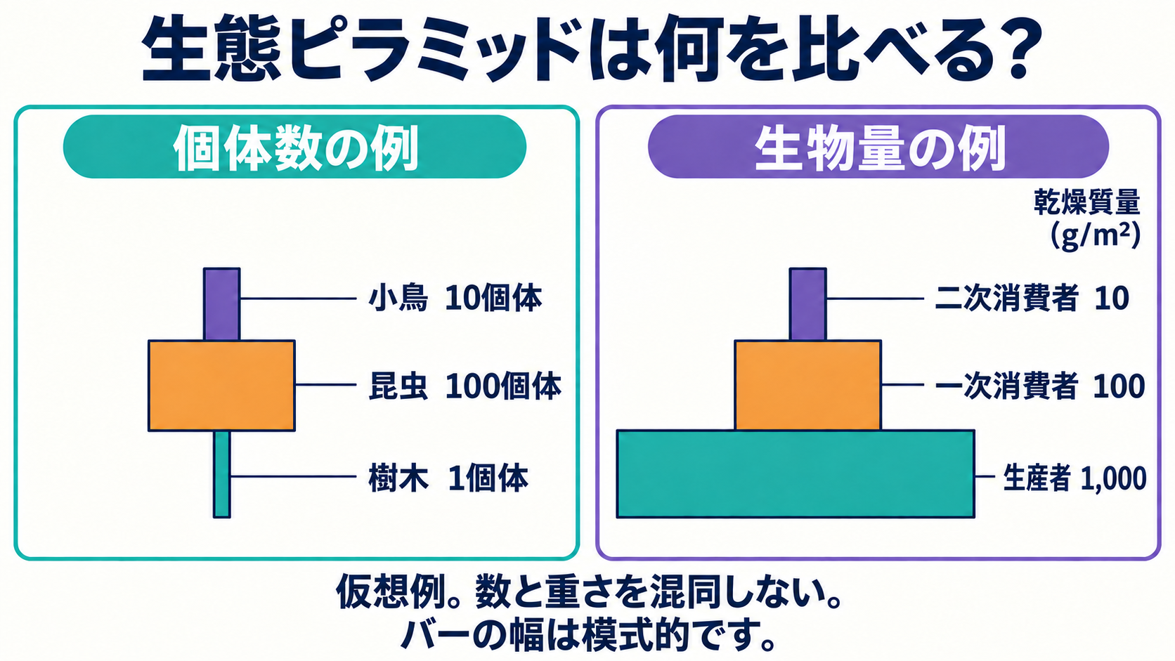 栄養段階の順に隙間なく積み重ねたバーと、横に配置した生物名・値。左は樹木1・昆虫100・小鳥10個体、右は生産者1000・一次消費者100・二次消費者10g/m²