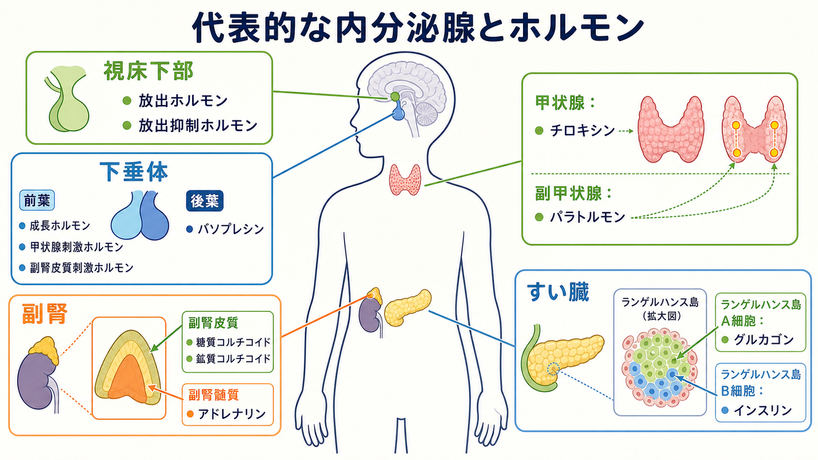 人体内の視床下部、下垂体前葉と後葉、甲状腺と副甲状腺、副腎皮質と副腎髄質、すい臓ランゲルハンス島A細胞とB細胞の位置および代表的なホルモンを示す図