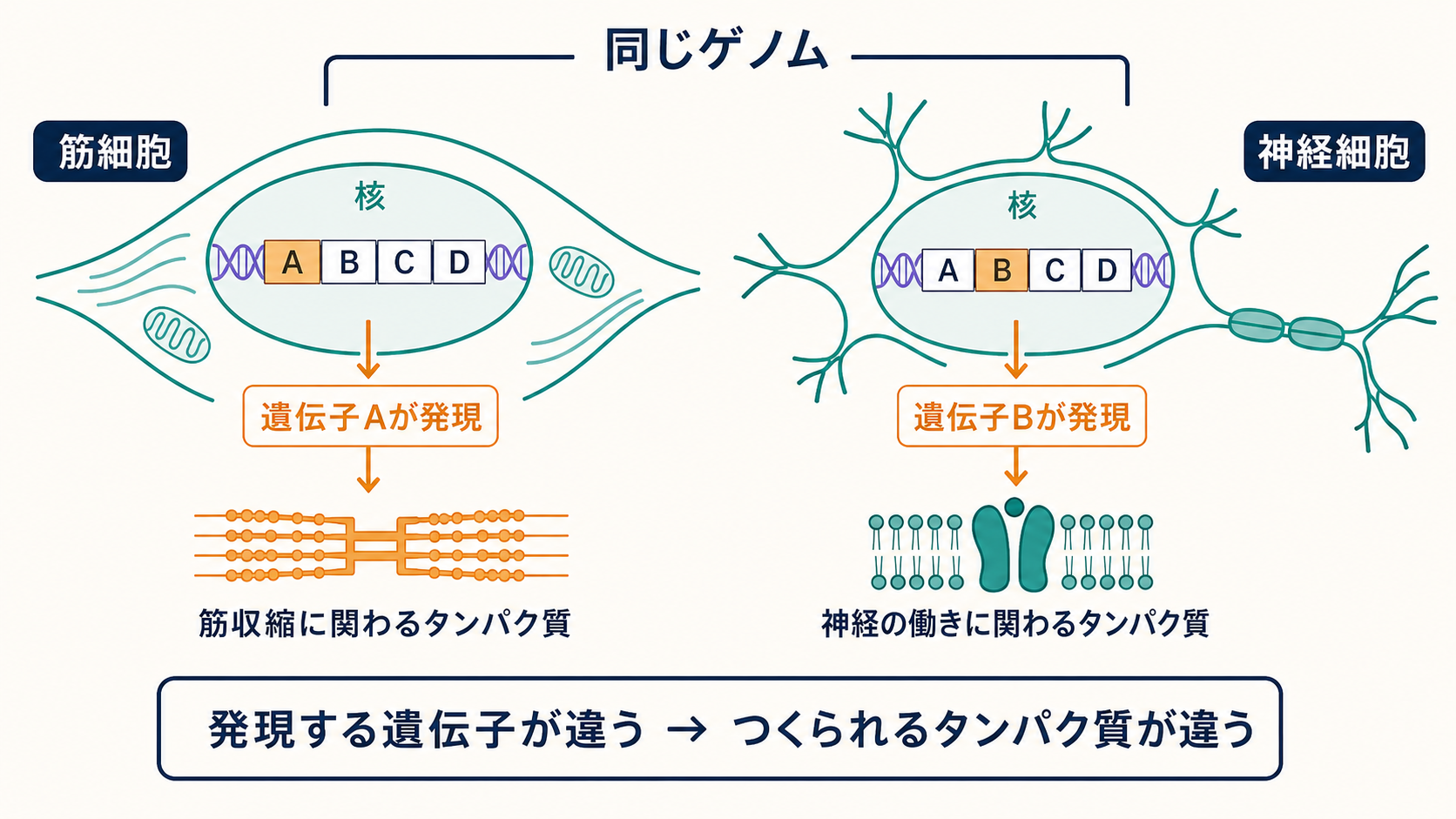 同じDNAをもつ細胞でも発現する遺伝子が異なり、つくられるタンパク質が異なることを示す図