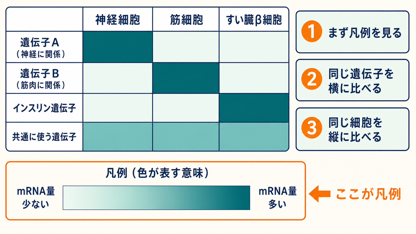 凡例の位置を明示し、複数の細胞における遺伝子発現量を比較するヒートマップの読み方を示す図