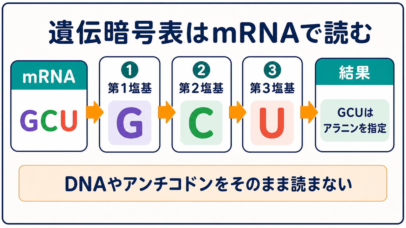 mRNAのコドンを第1塩基から順にたどって遺伝暗号表を読む方法を示す図