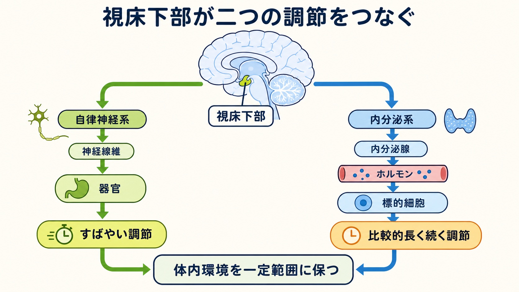 視床下部から自律神経系を通って器官へ至る経路と、内分泌系を通ってホルモンが標的細胞へ至る経路が、体内環境を一定範囲に保つため協調することを示す図
