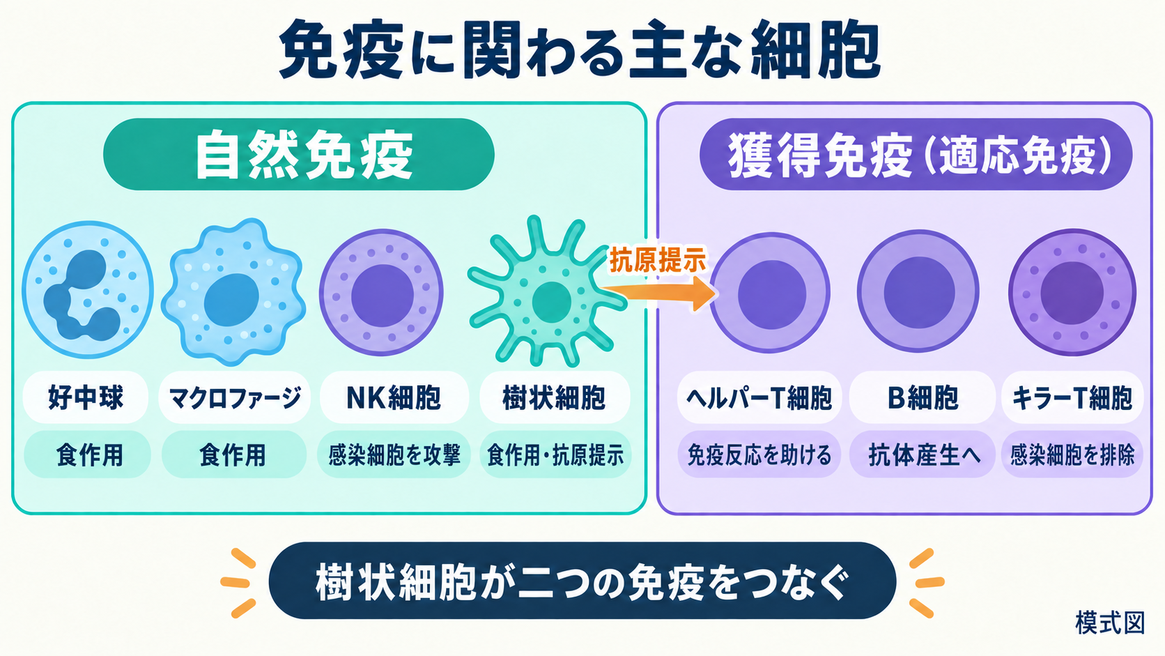 好中球、マクロファージ、樹状細胞、NK細胞、B細胞、ヘルパーT細胞、キラーT細胞を主な役割とともに配置した免疫細胞の地図