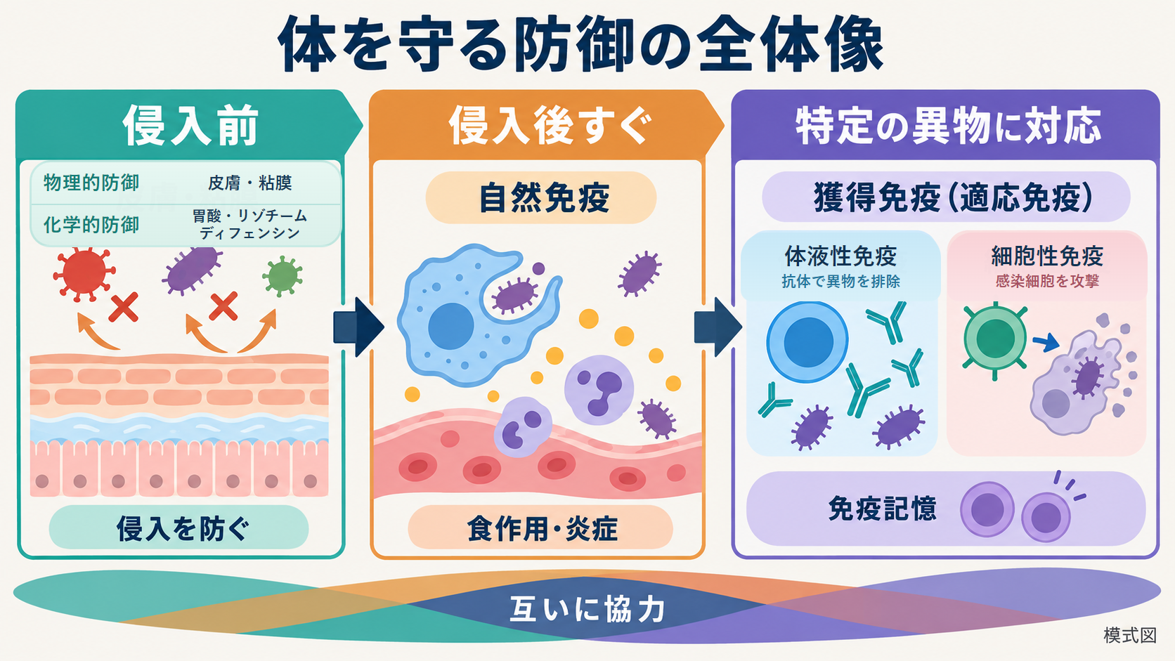 物理的・化学的防御による侵入防止、自然免疫、獲得免疫という体を守る三段階を示した図