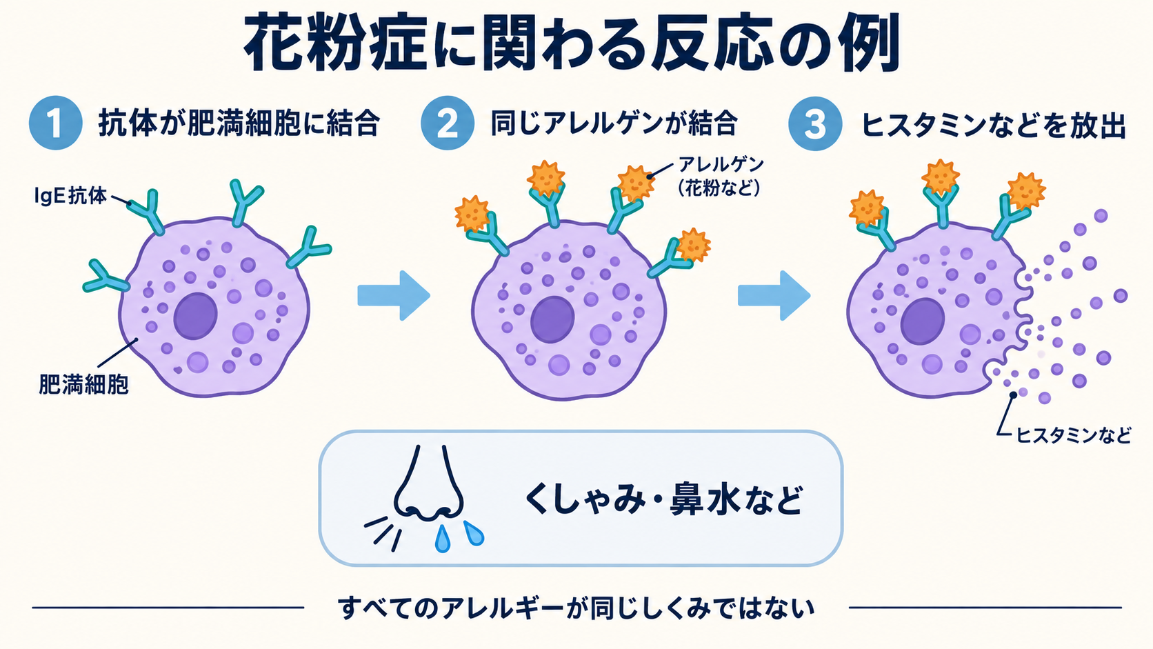 肥満細胞に結合した抗体へアレルゲンが結合し、ヒスタミンなどが放出されて症状につながる花粉症の反応の模式図