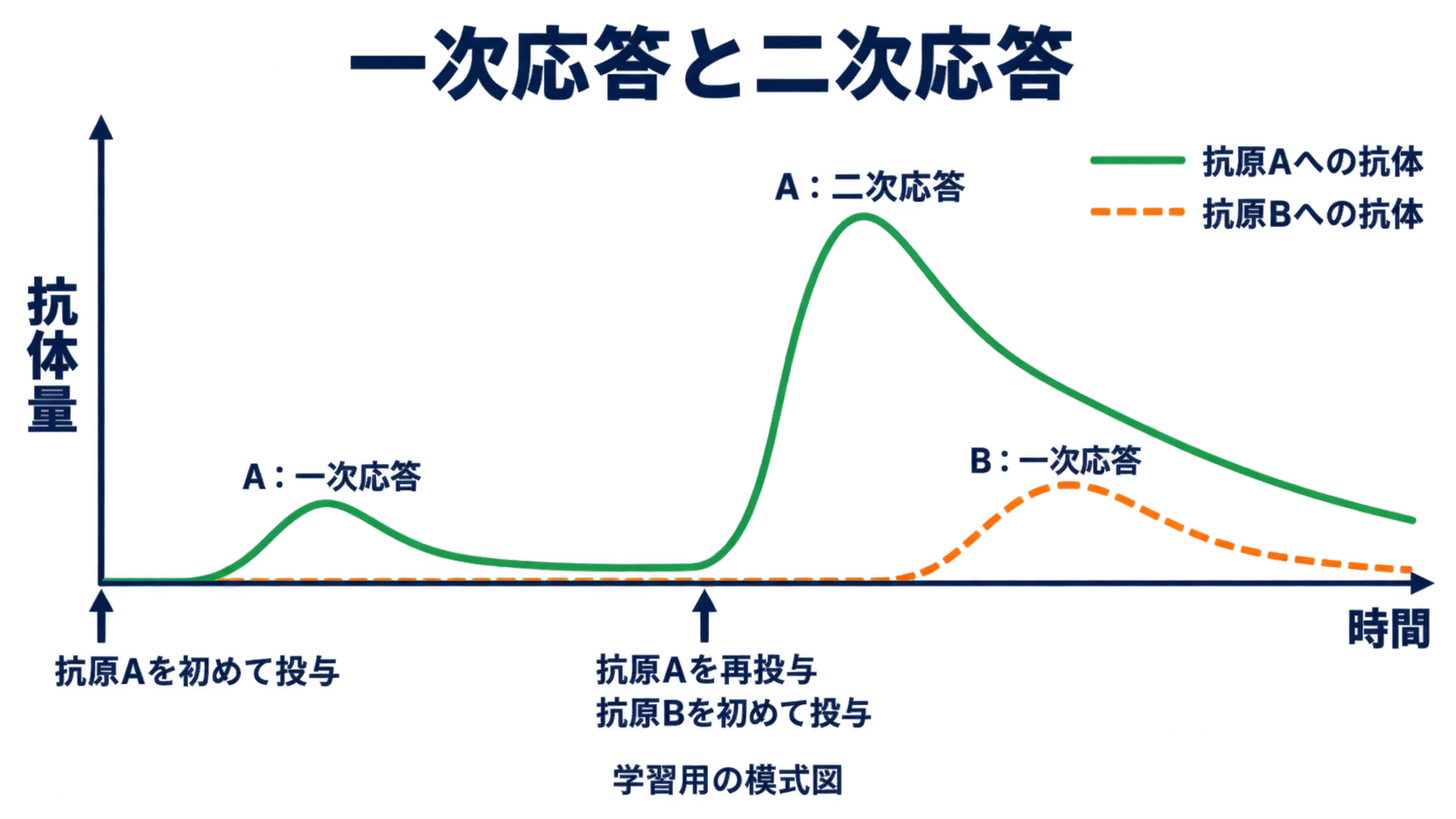 抗原Aの初回投与と再投与への抗体量変化、および同時に初めて投与した抗原Bへの一次応答を比較した模式グラフ
