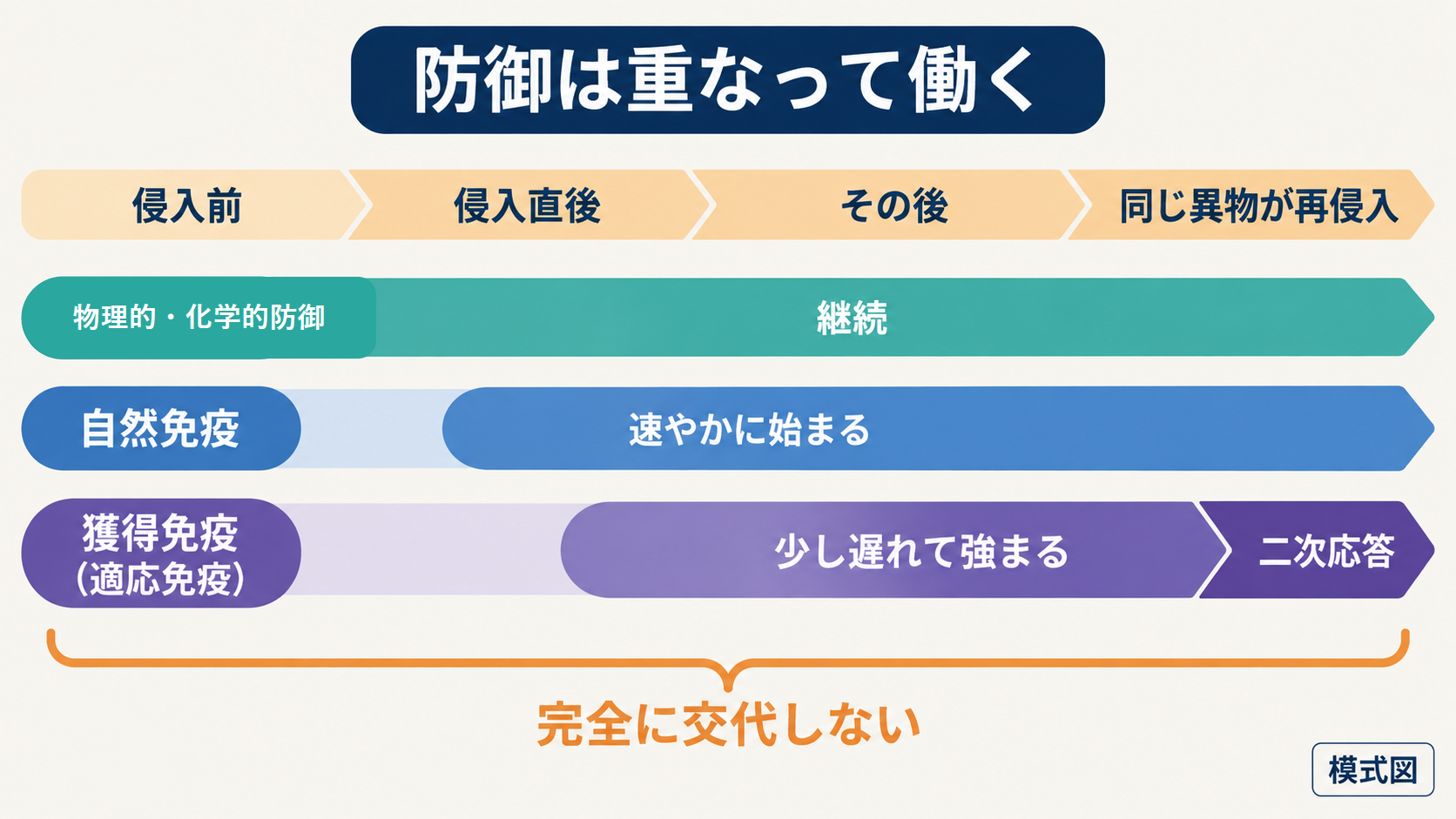 物理的・化学的防御、自然免疫、獲得免疫が働く時期の重なりを時間軸で示した図