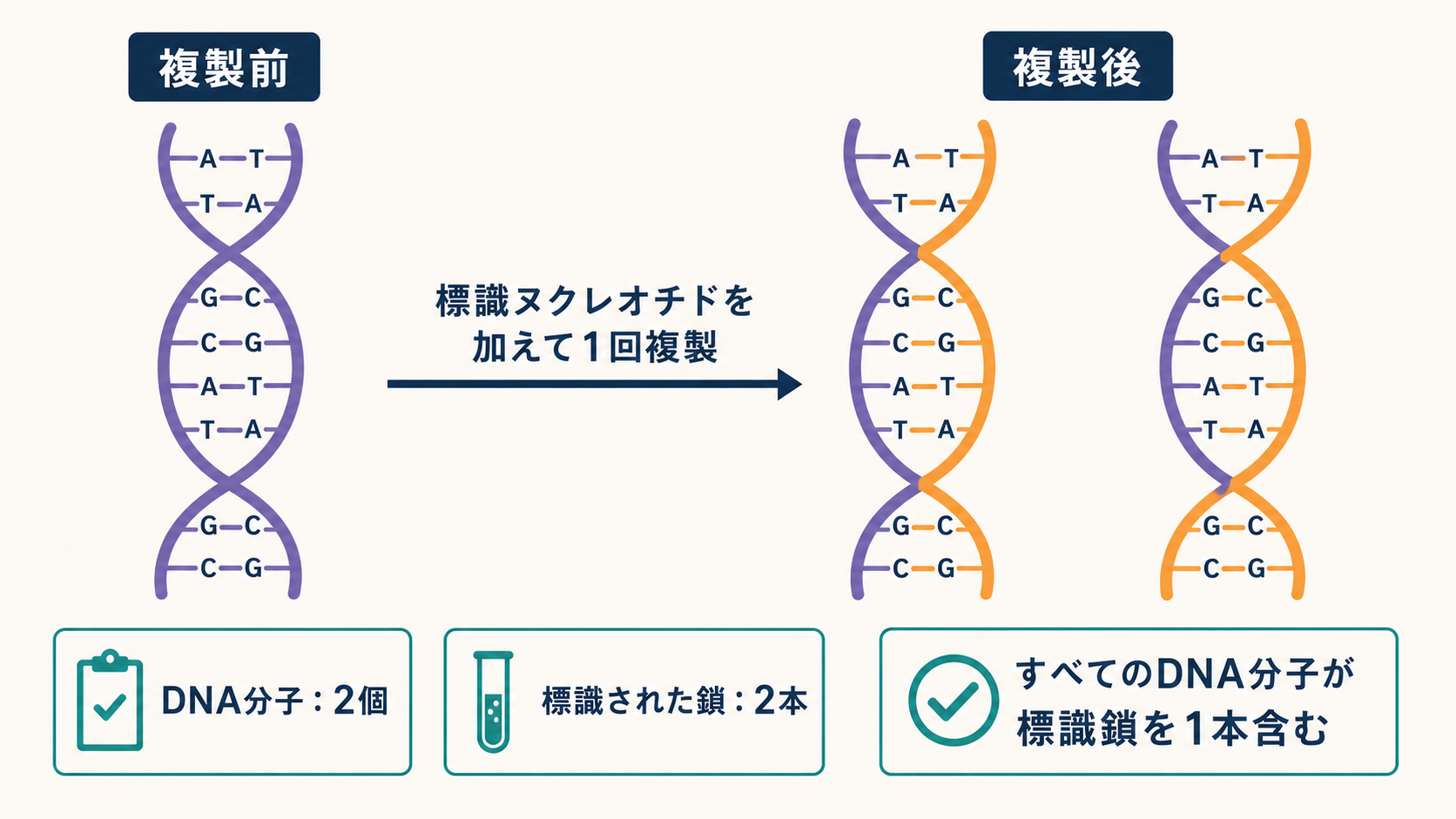 標識ヌクレオチドを用いた1回のDNA複製で生じる分子と鎖の本数を示す図