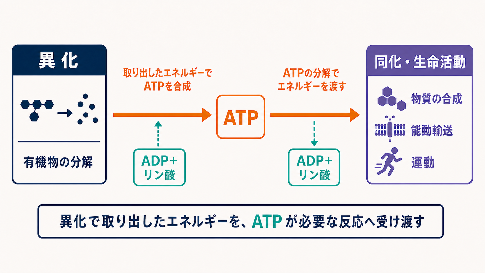 異化で取り出したエネルギーがATPを介して同化や生命活動へ受け渡される流れを示す図