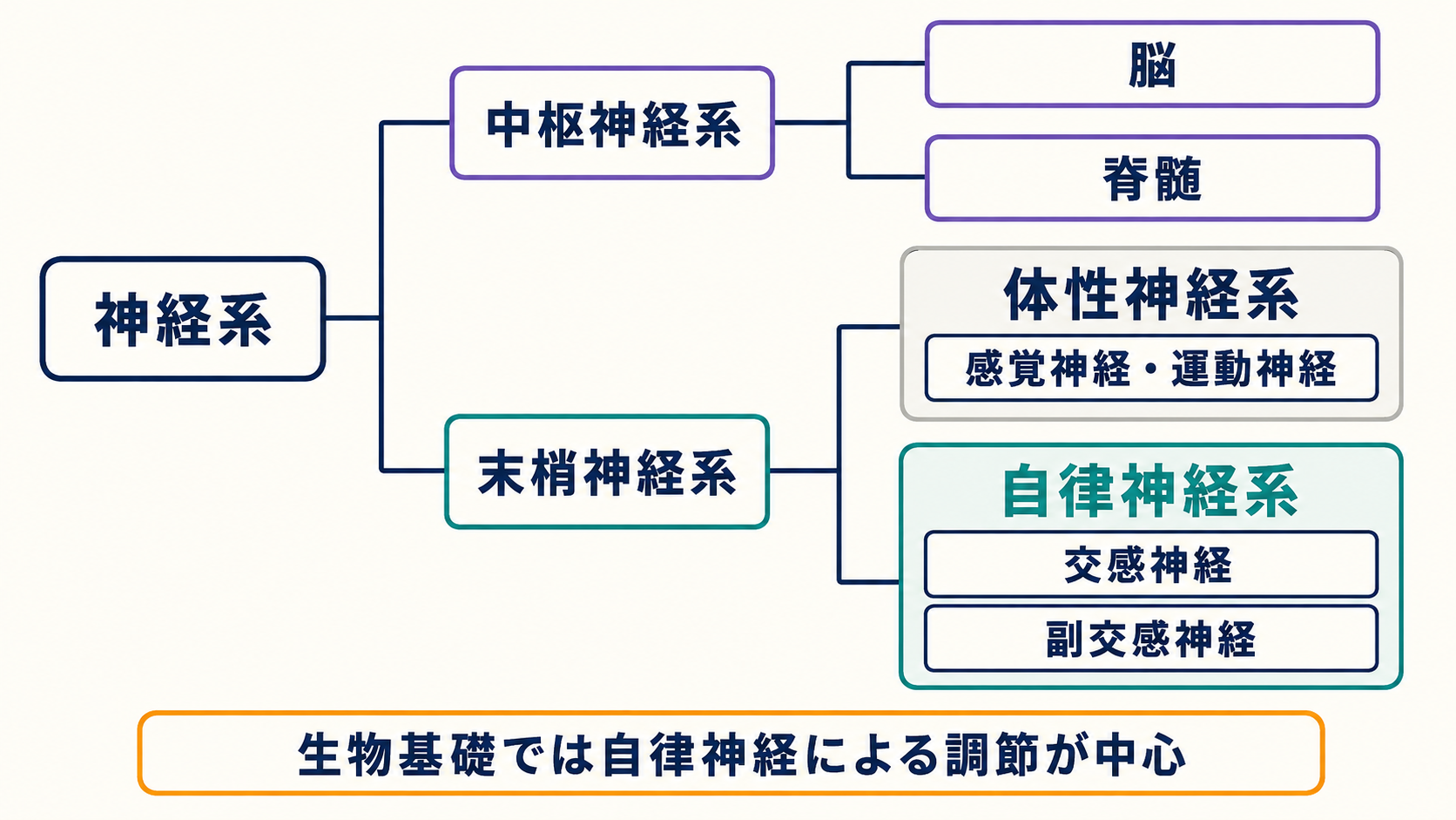 神経系の分類図。中枢神経系は脳・脊髄、末梢神経系は体性神経系と自律神経系に分けて示している