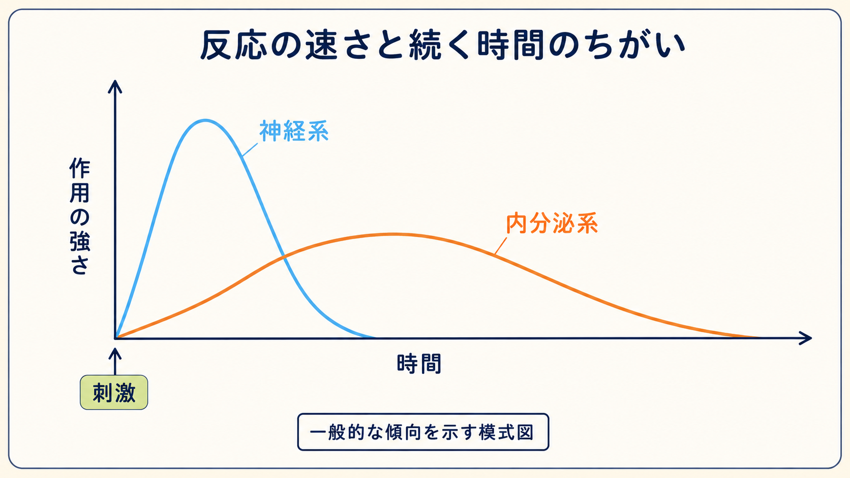 刺激後の作用の強さを模式的に示し、神経系は速く立ち上がって短く続き、内分泌系は比較的ゆっくり立ち上がって長く続く一般的傾向を表したグラフ