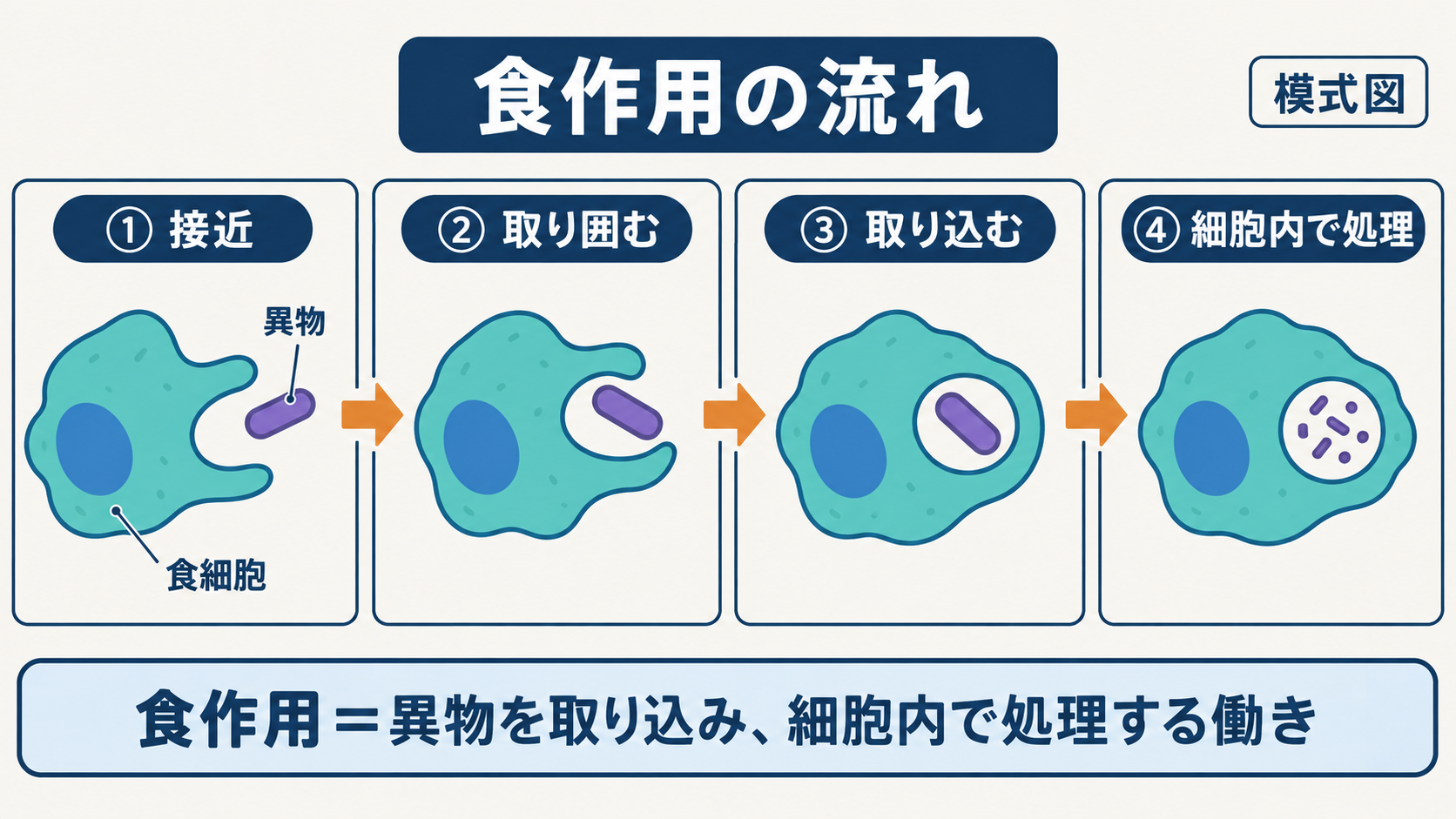 食細胞が細菌へ近づき、細胞膜で囲み、細胞内へ取り込んで処理する食作用の手順図