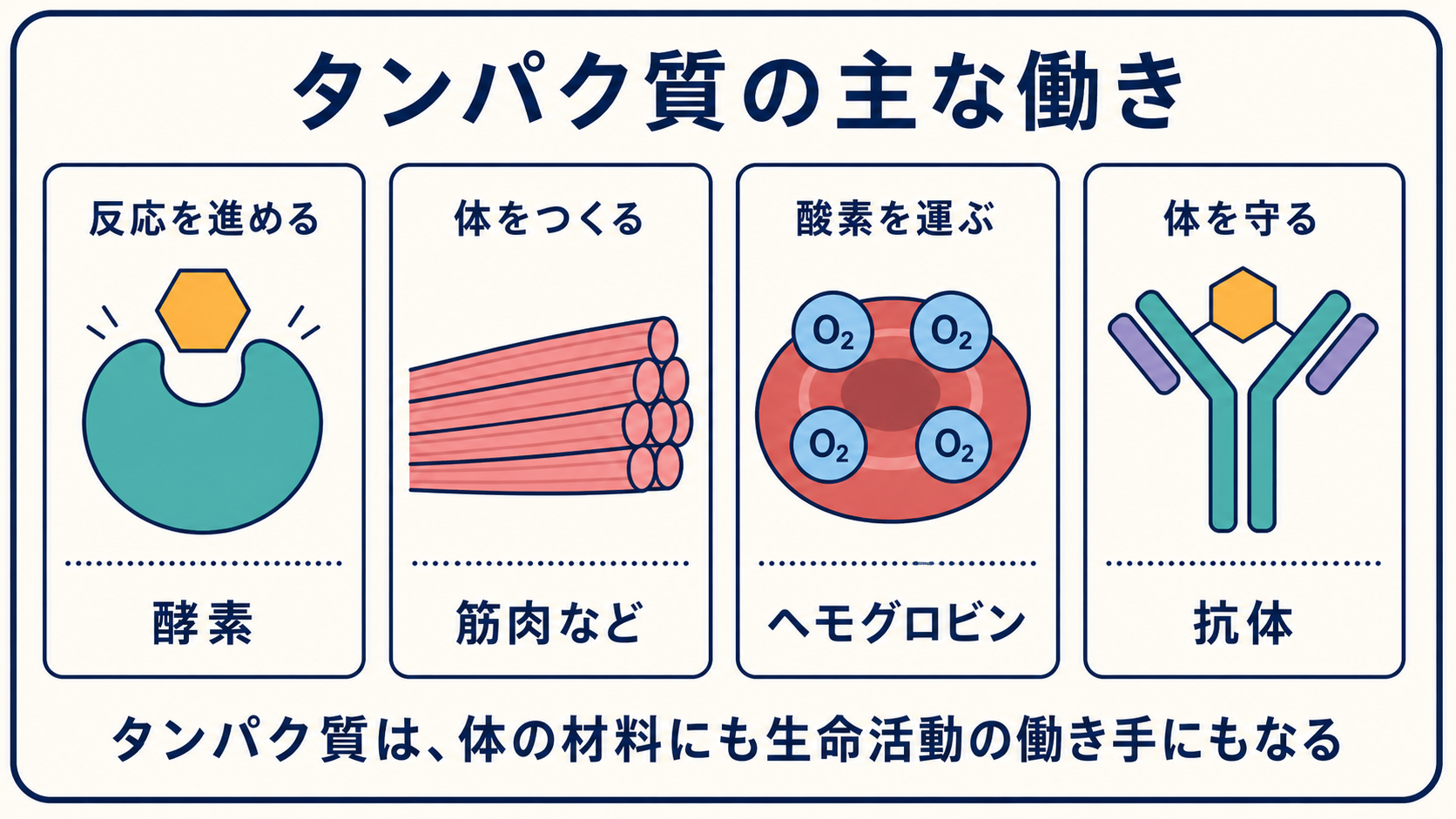 酵素、筋肉、ヘモグロビン、抗体というタンパク質の主な働きを示す図