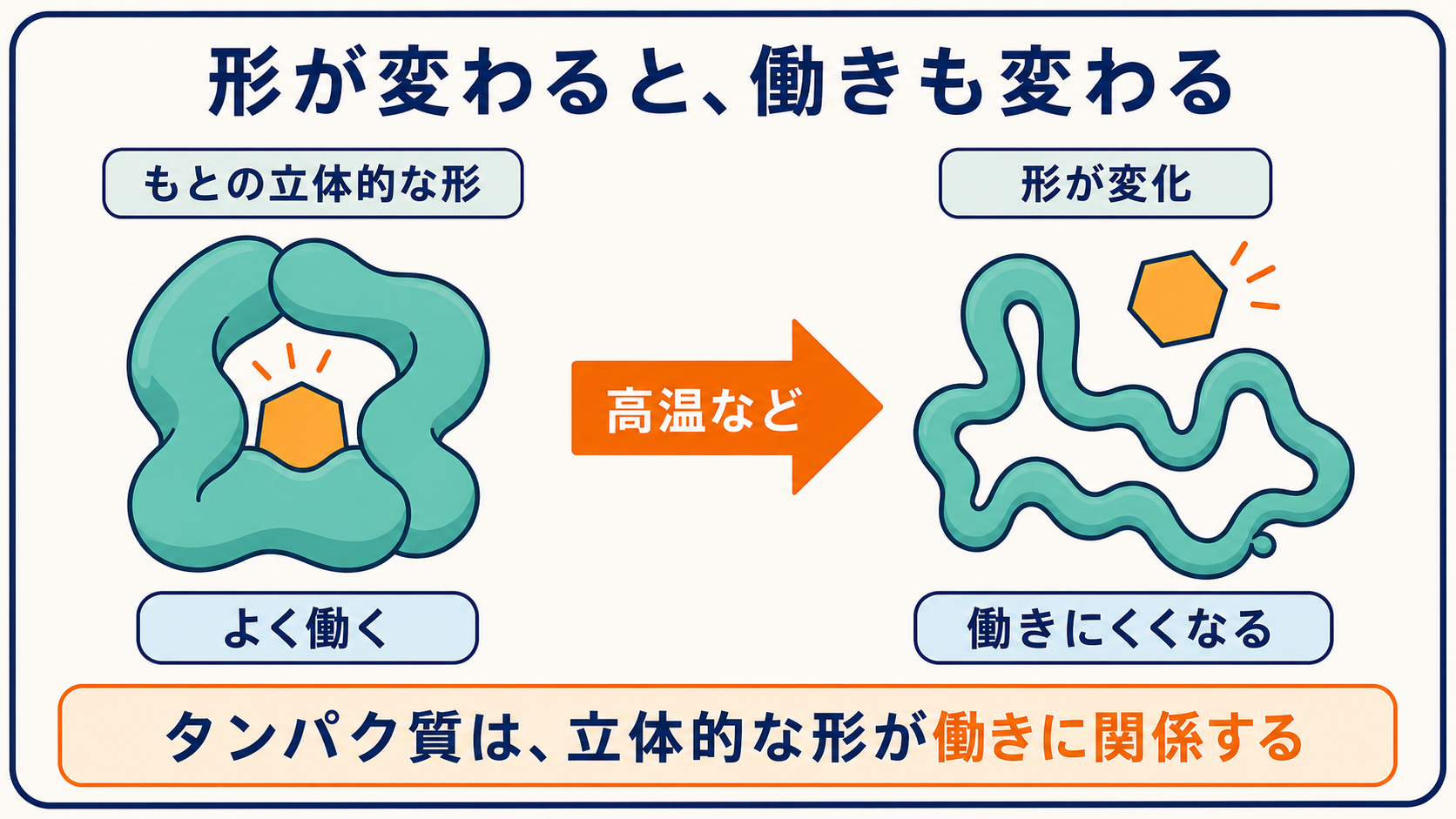 タンパク質が高温などで立体的な形を変え、働きにくくなることを示す図