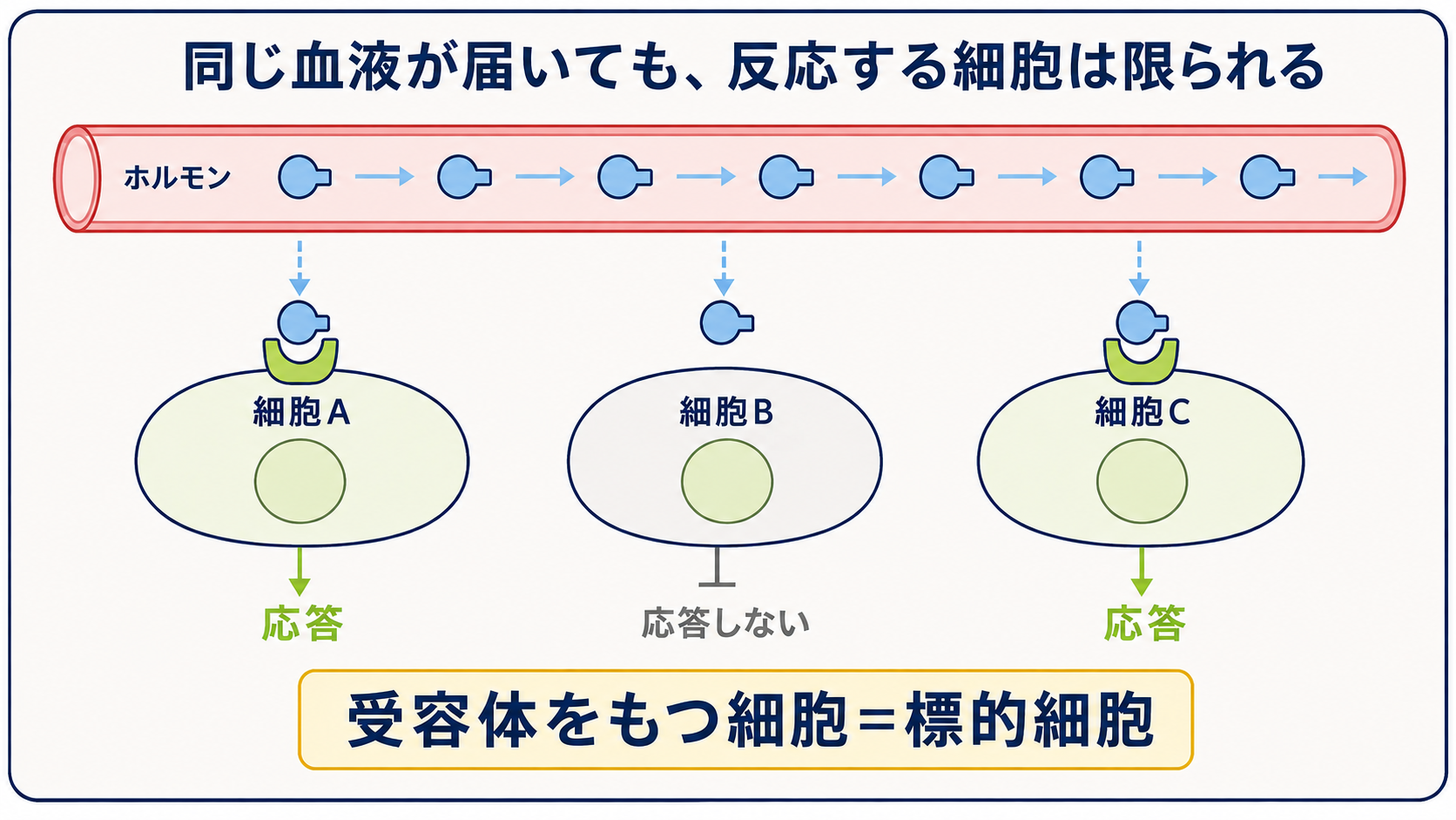 同じホルモンを含む血液が届いた細胞A、B、Cのうち、対応する受容体をもつ細胞AとCだけが応答することを示す図